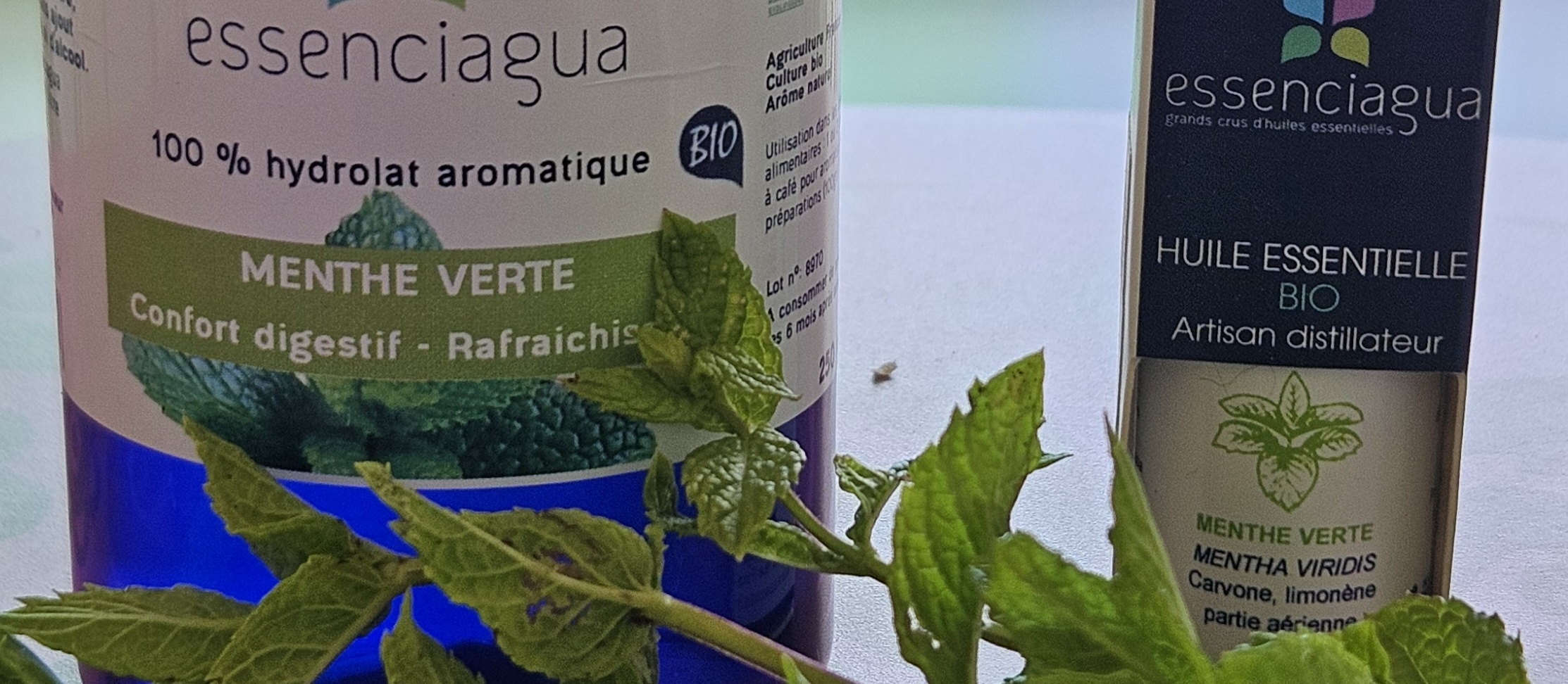 Huile essentielle de menthe poivrée vs menthe verte : Analyse comparative scientifique
