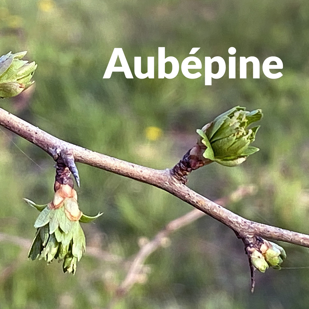 Hawthorn (bud)
