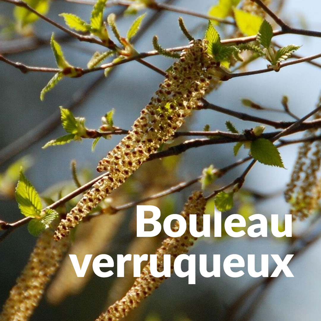 疣桦树（花蕾）