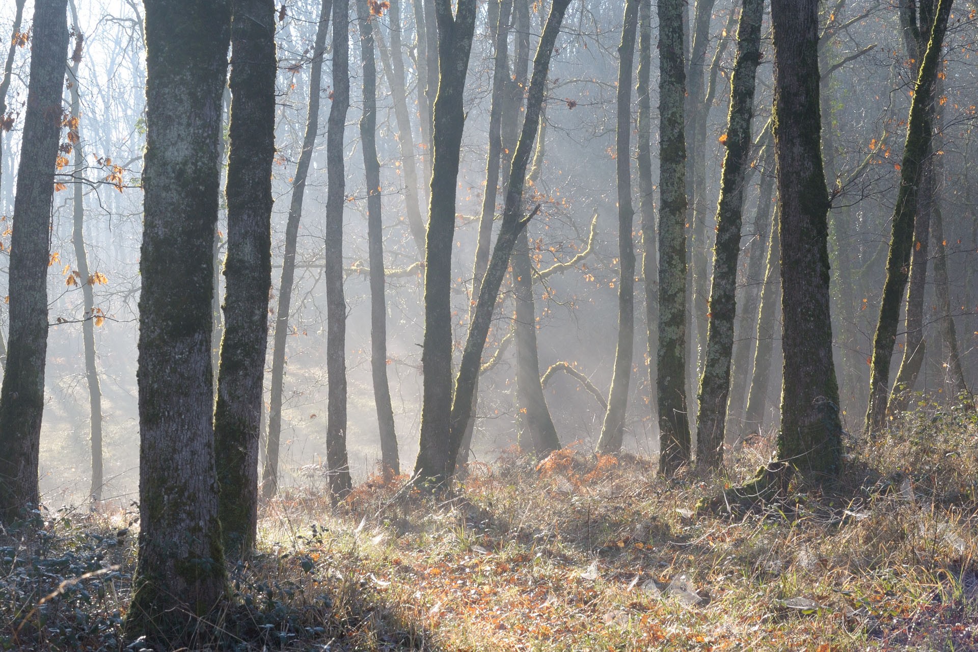 Discover Gemmotherapy