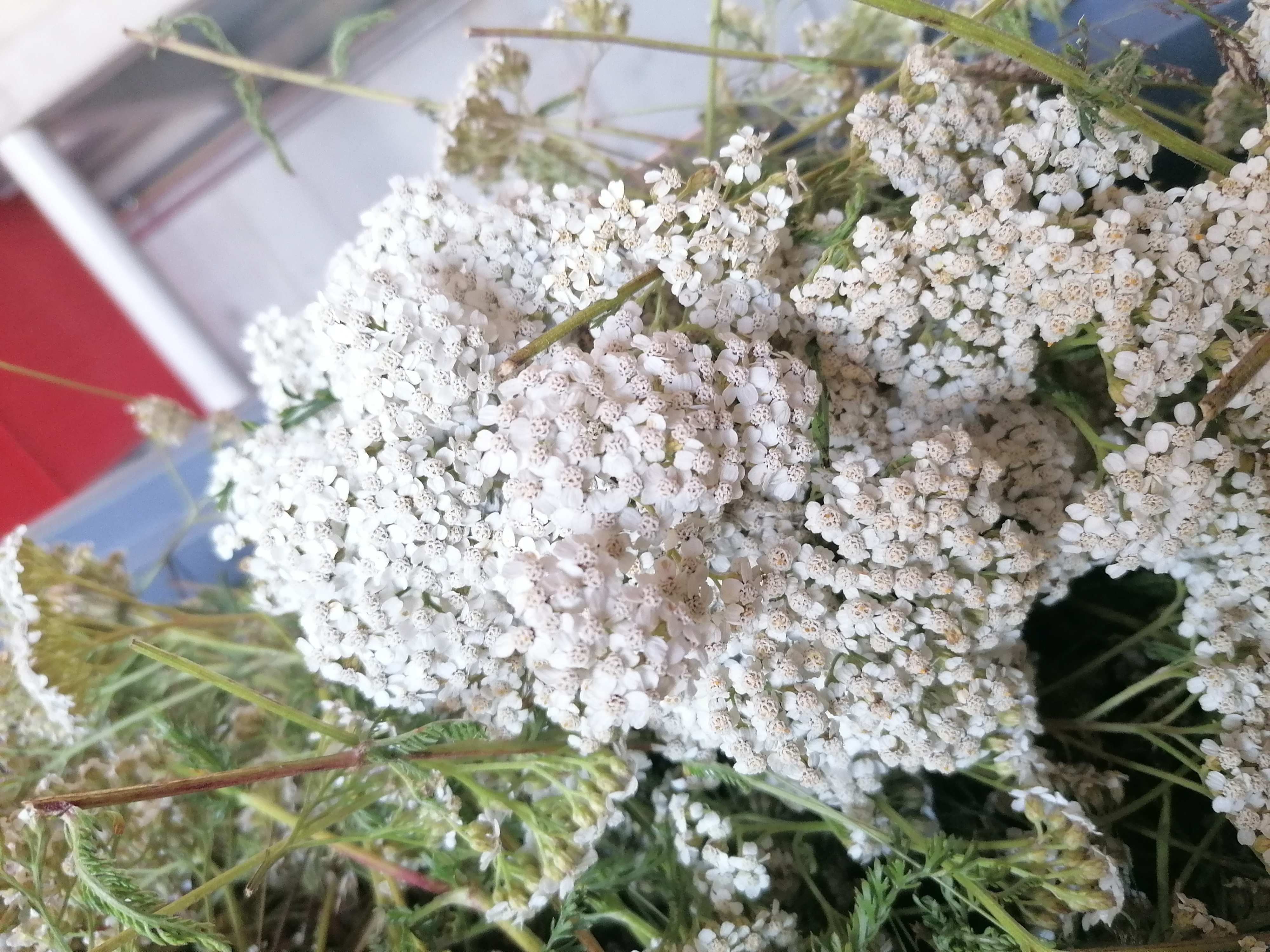 Decouvrez la distillation Idrolato di achillea 100% biologico e artigianale