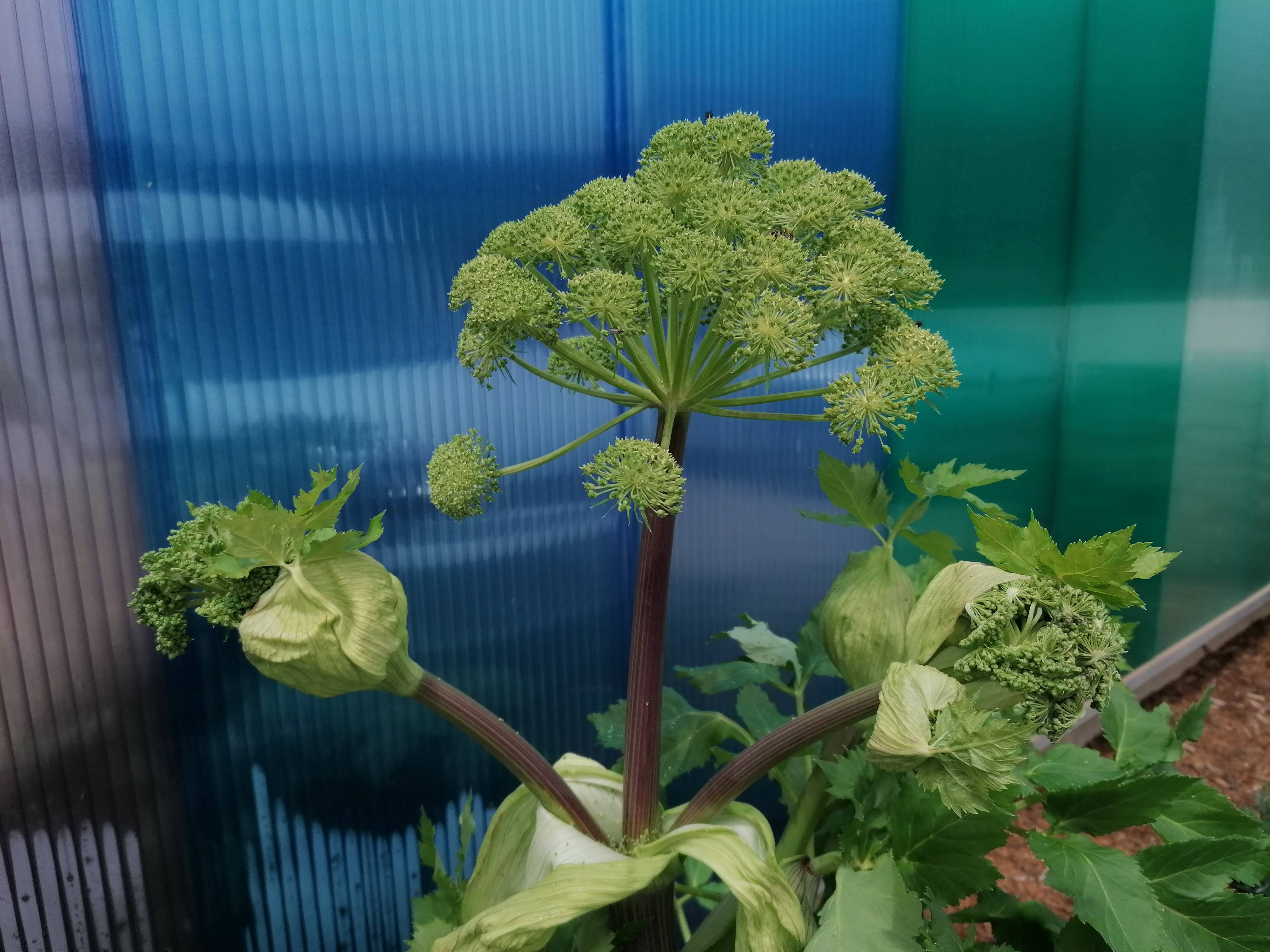 Decouvrez la distillation Huile Essentielle d'Angélique graines 100% Bio et Artisanal