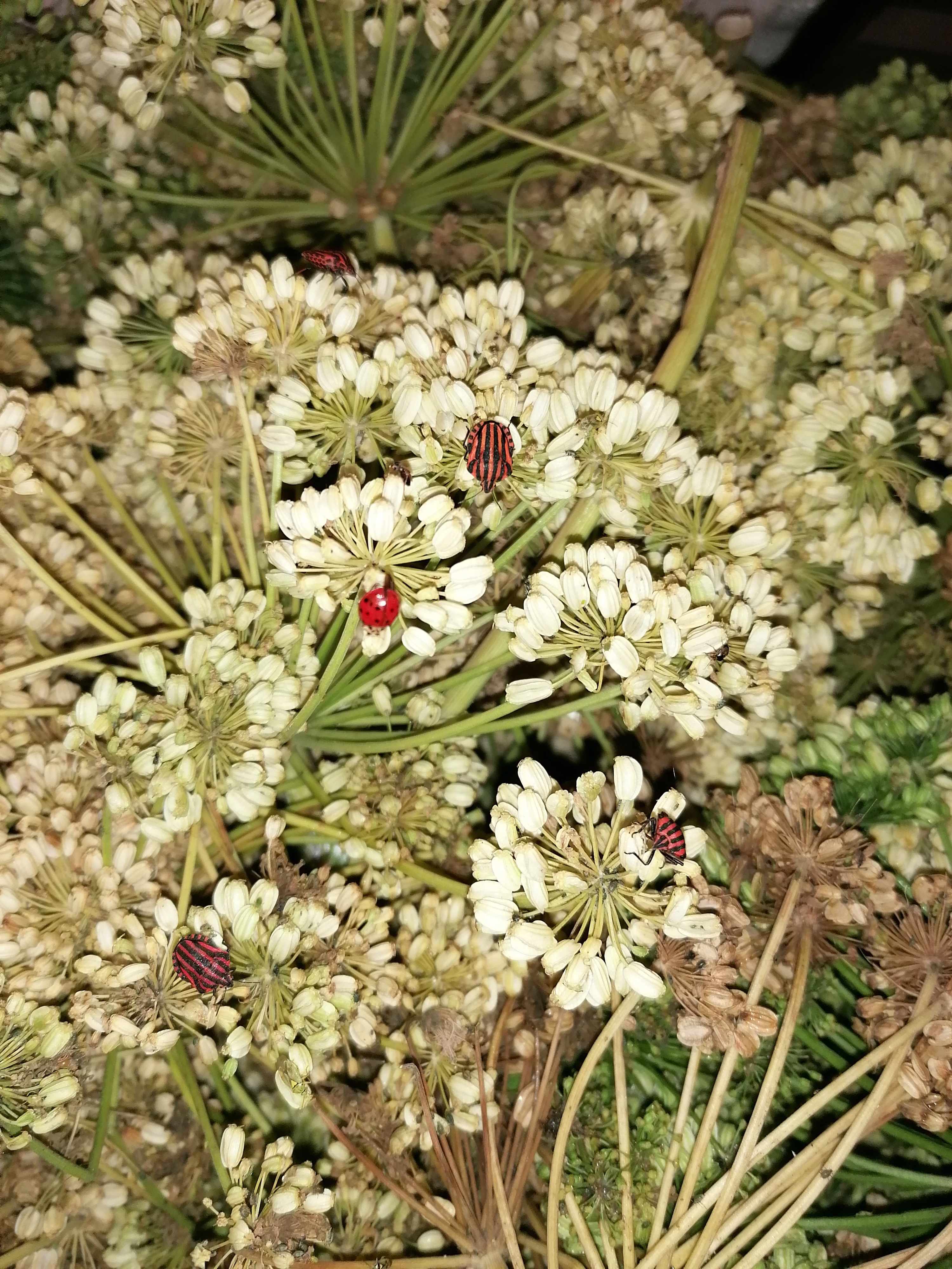 Decouvrez la distillation Huile Essentielle d'Angélique graines 100% Bio et Artisanal