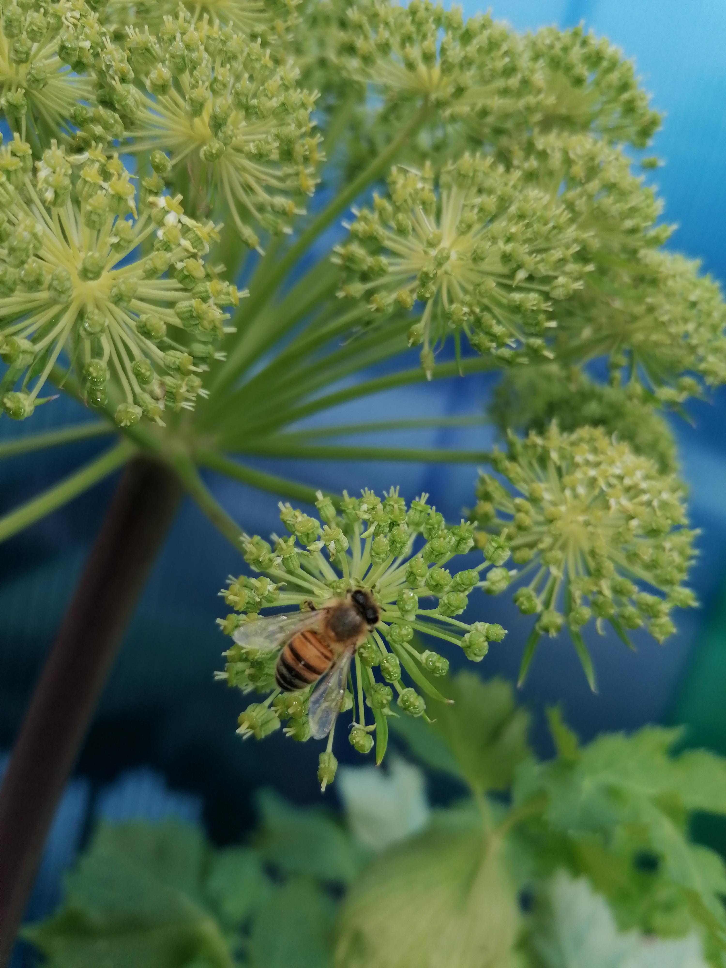 Decouvrez la distillation Huile Essentielle d'Angélique graines 100% Bio et Artisanal