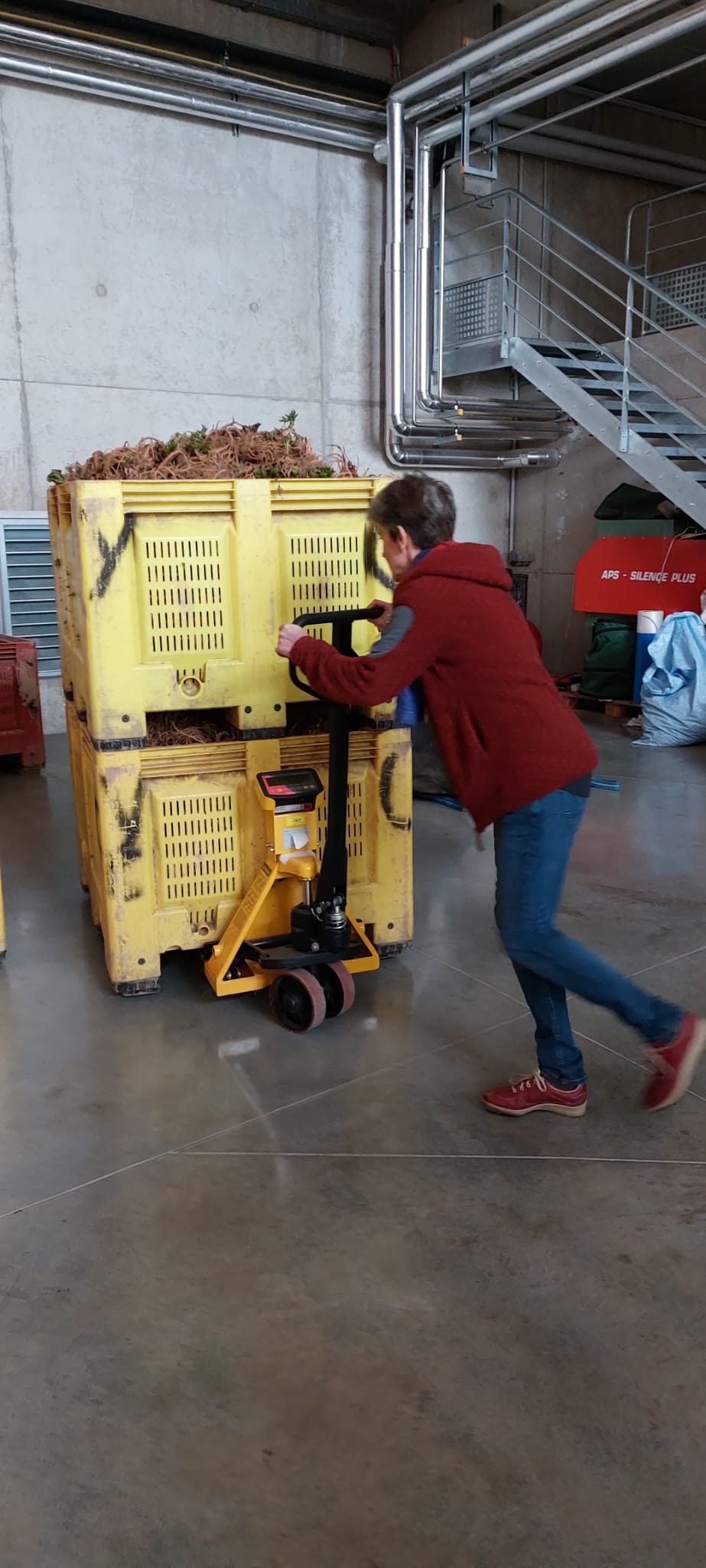 Decouvrez la distillation Huile Essentielle d'Angélique (Racine) 100% Bio et Artisanal