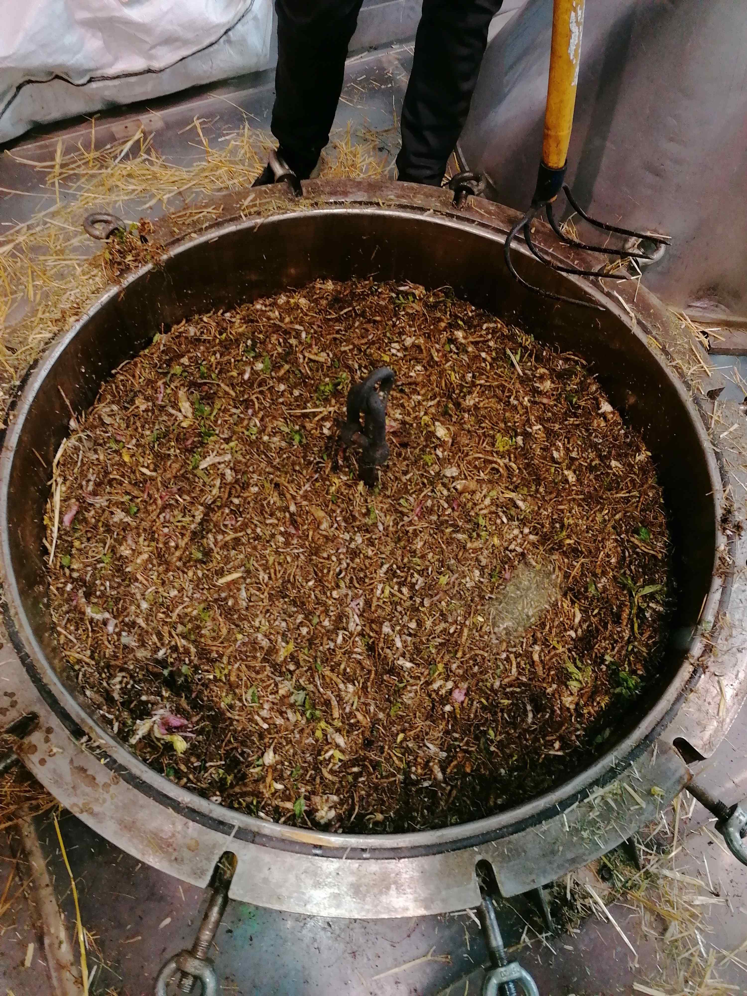 Decouvrez la distillation Huile Essentielle d'Angélique (Racine) 100% Bio et Artisanal