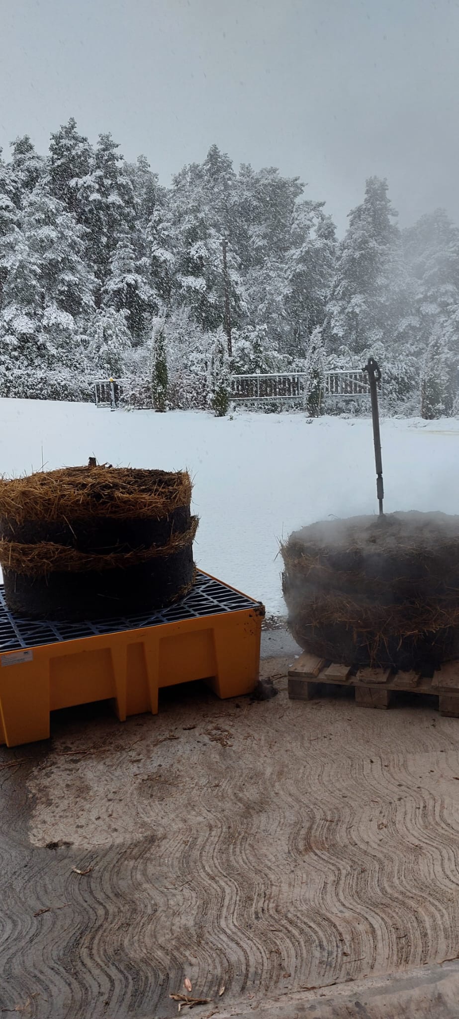 Decouvrez la distillation Huile Essentielle d'Angélique (Racine) 100% Bio et Artisanal