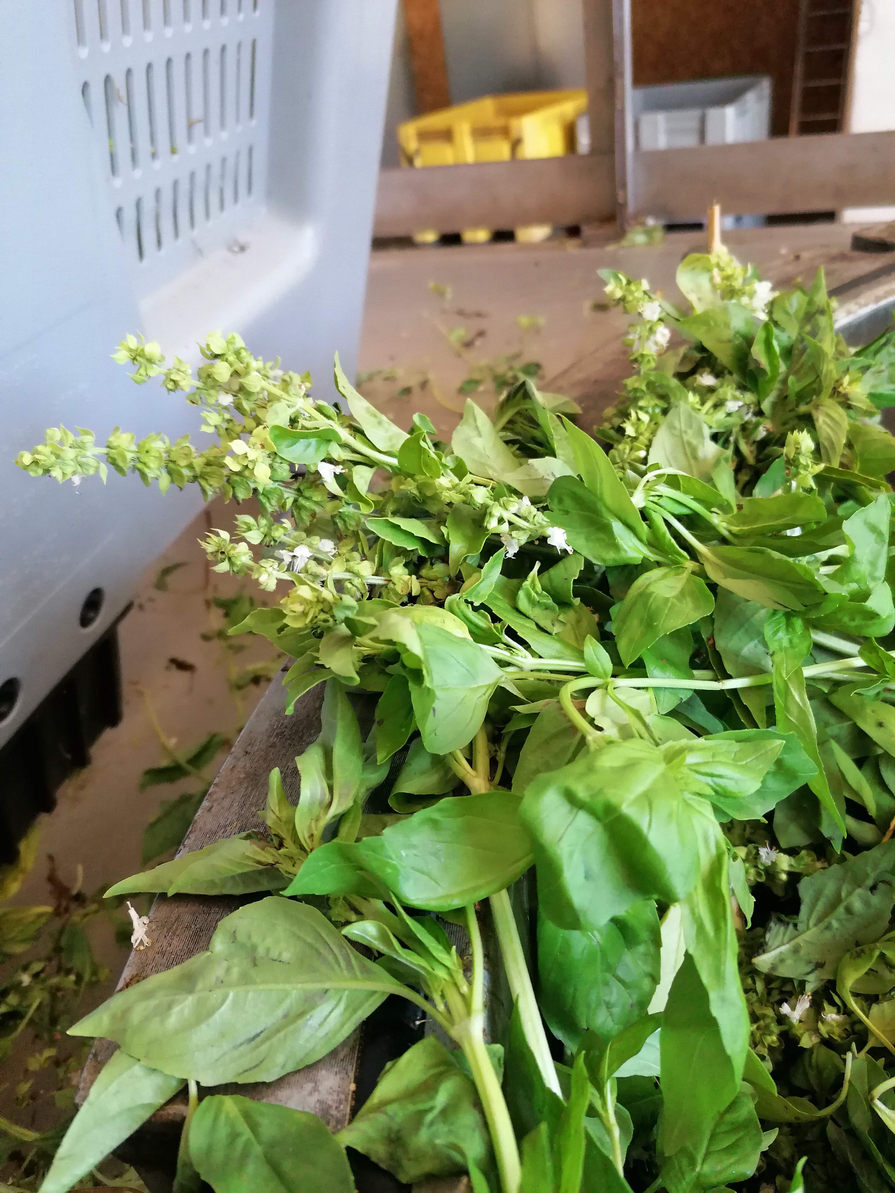 Decouvrez la distillation Basilico Hydrolat Grand Vert 100% biologico e artigianale