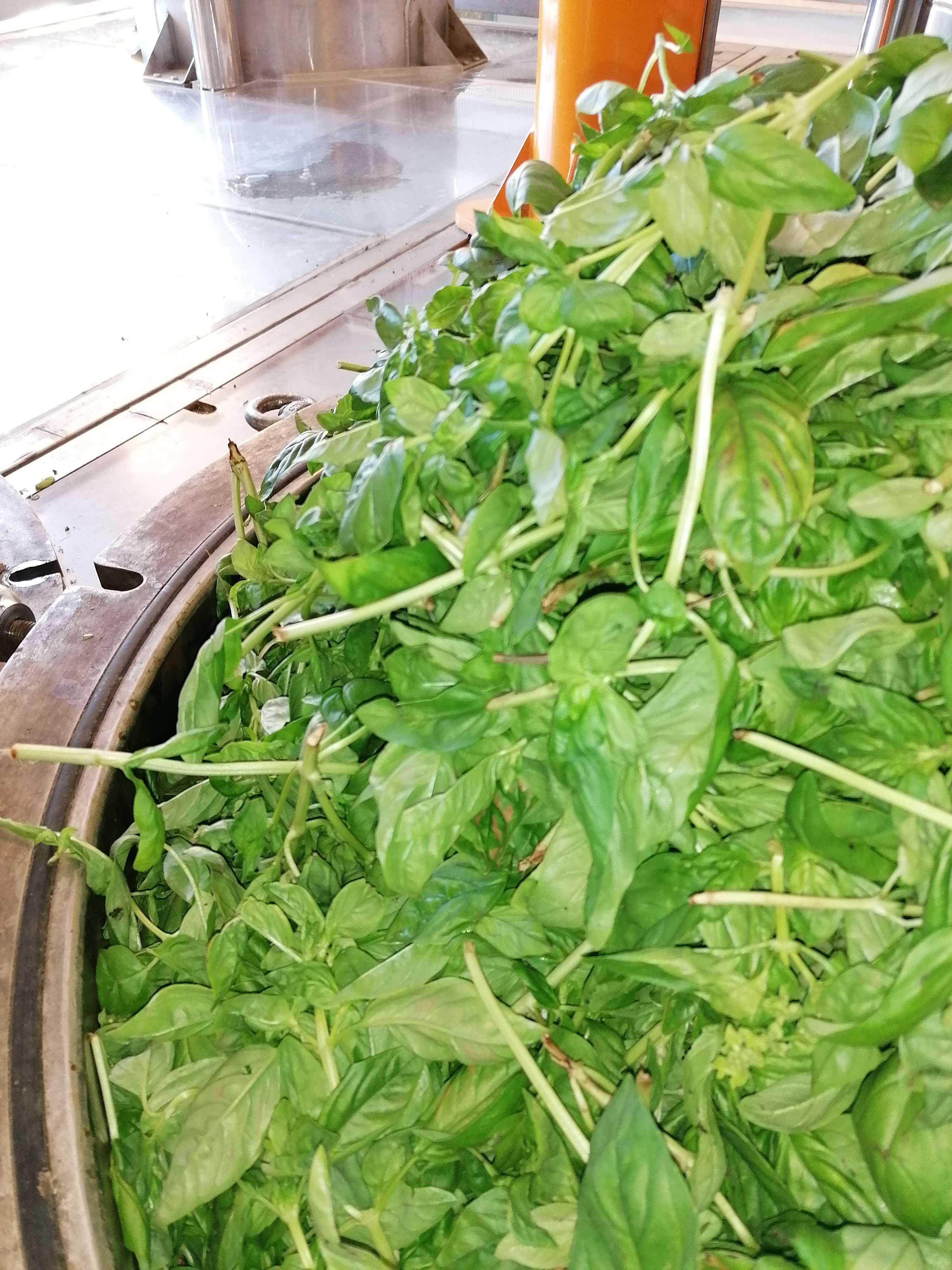 Decouvrez la distillation Basilico Hydrolat Grand Vert 100% biologico e artigianale