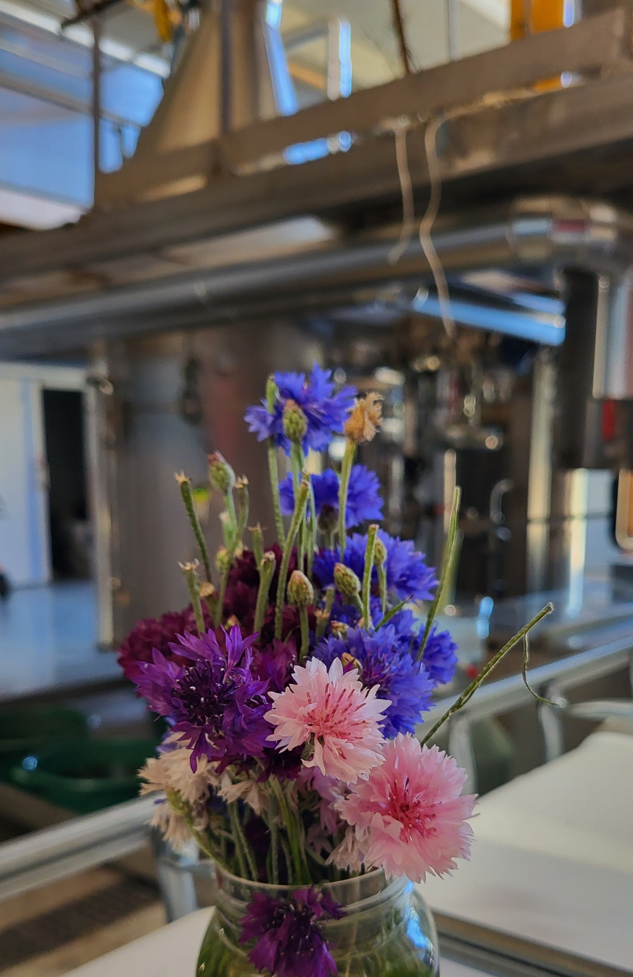 Decouvrez la distillation Idrolato di fiordaliso 100% biologico e artigianale