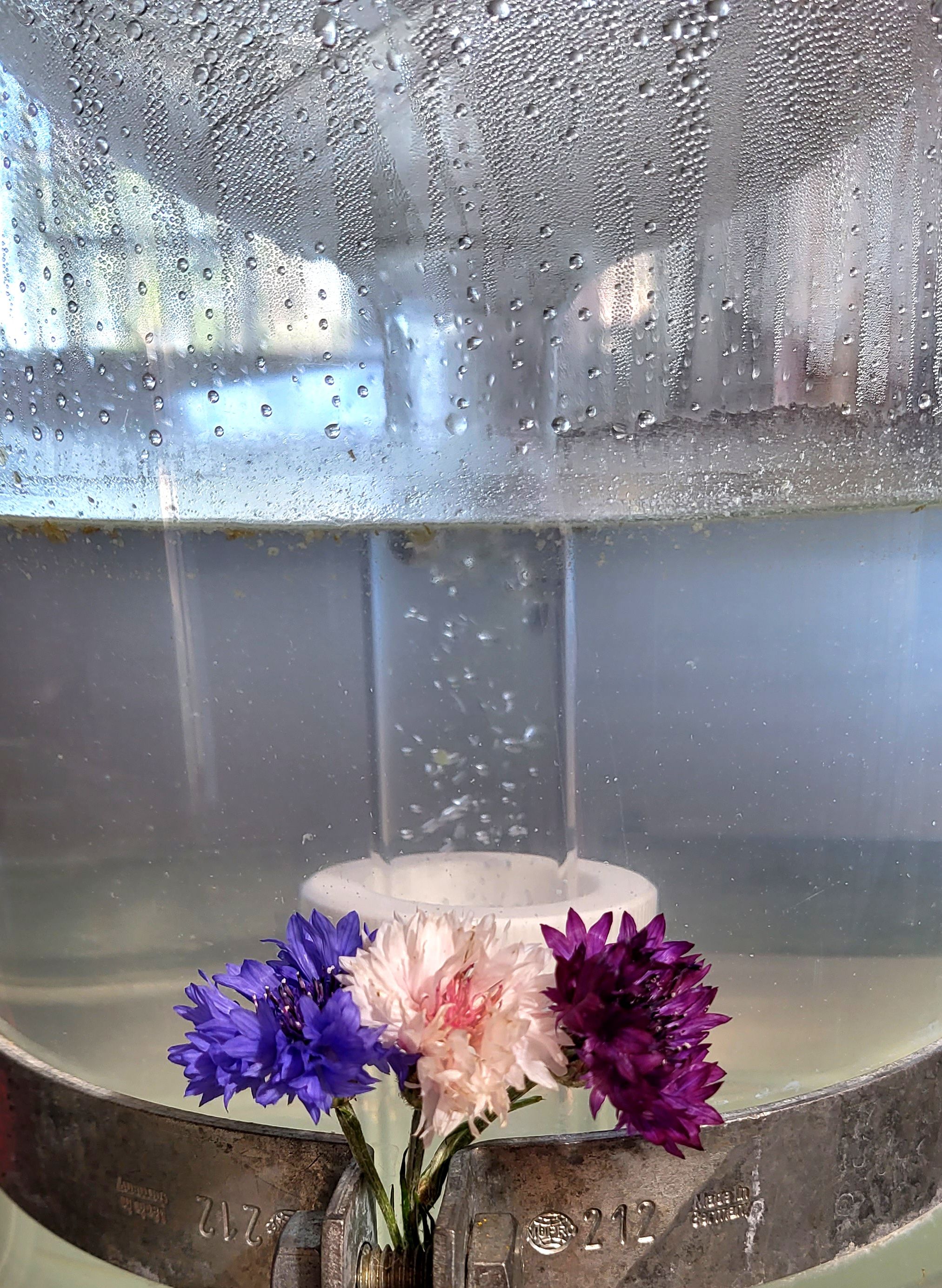 Decouvrez la distillation Idrolato di fiordaliso 100% biologico e artigianale