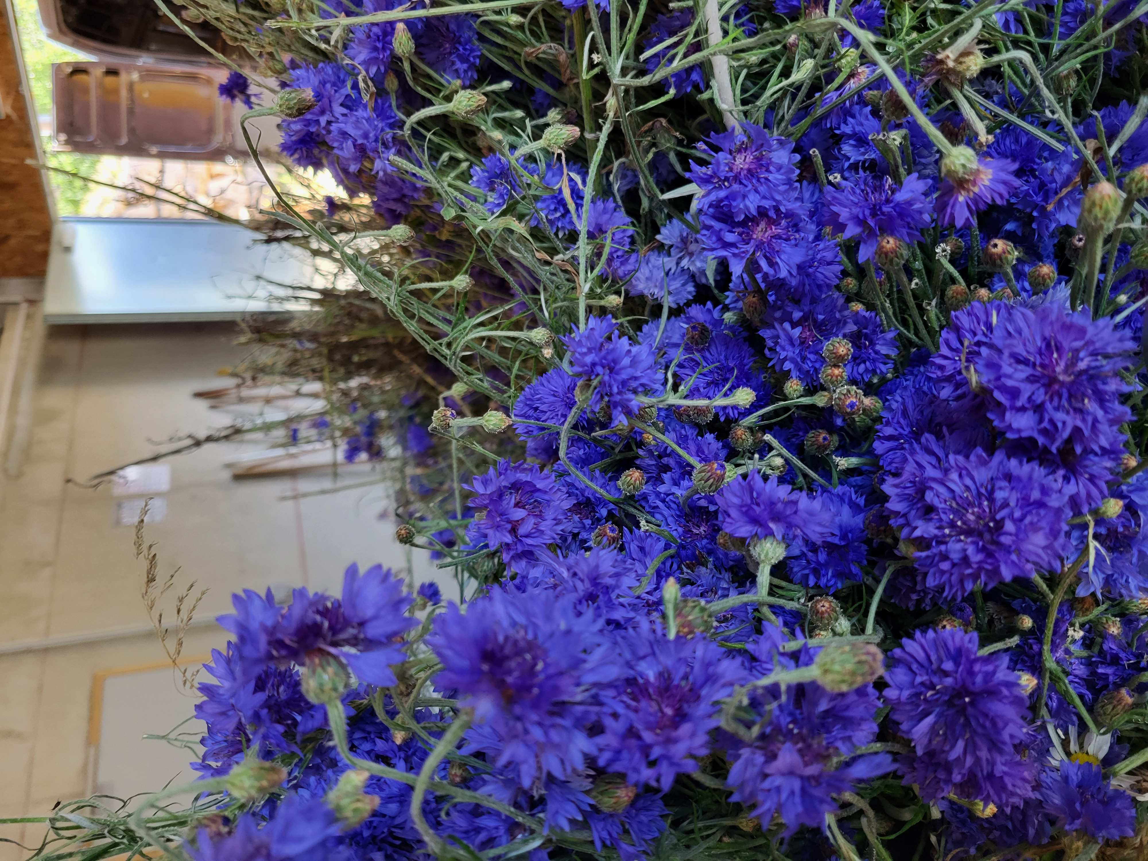 Decouvrez la distillation Idrolato di fiordaliso 100% biologico e artigianale