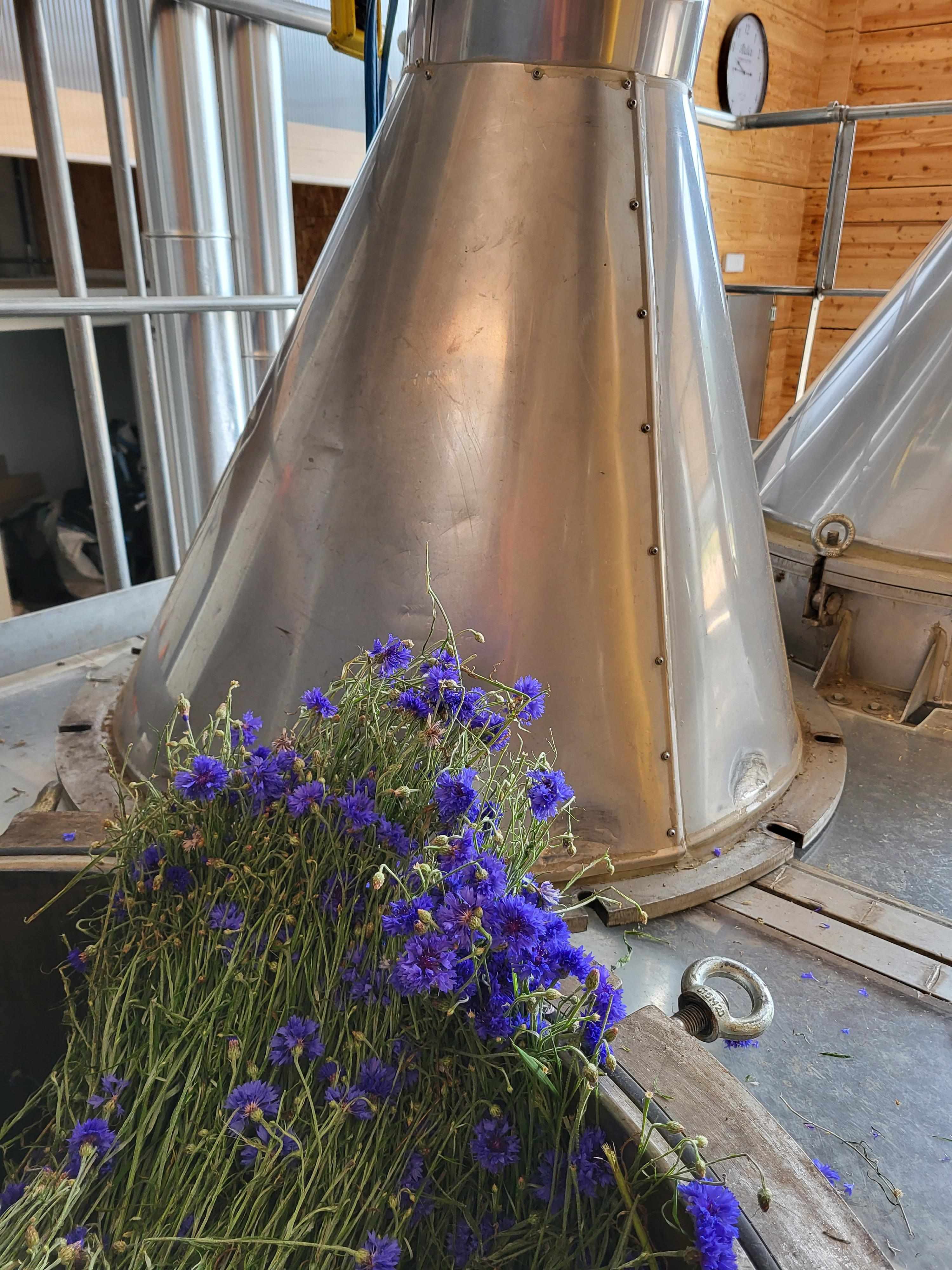 Decouvrez la distillation Idrolato di fiordaliso 100% biologico e artigianale