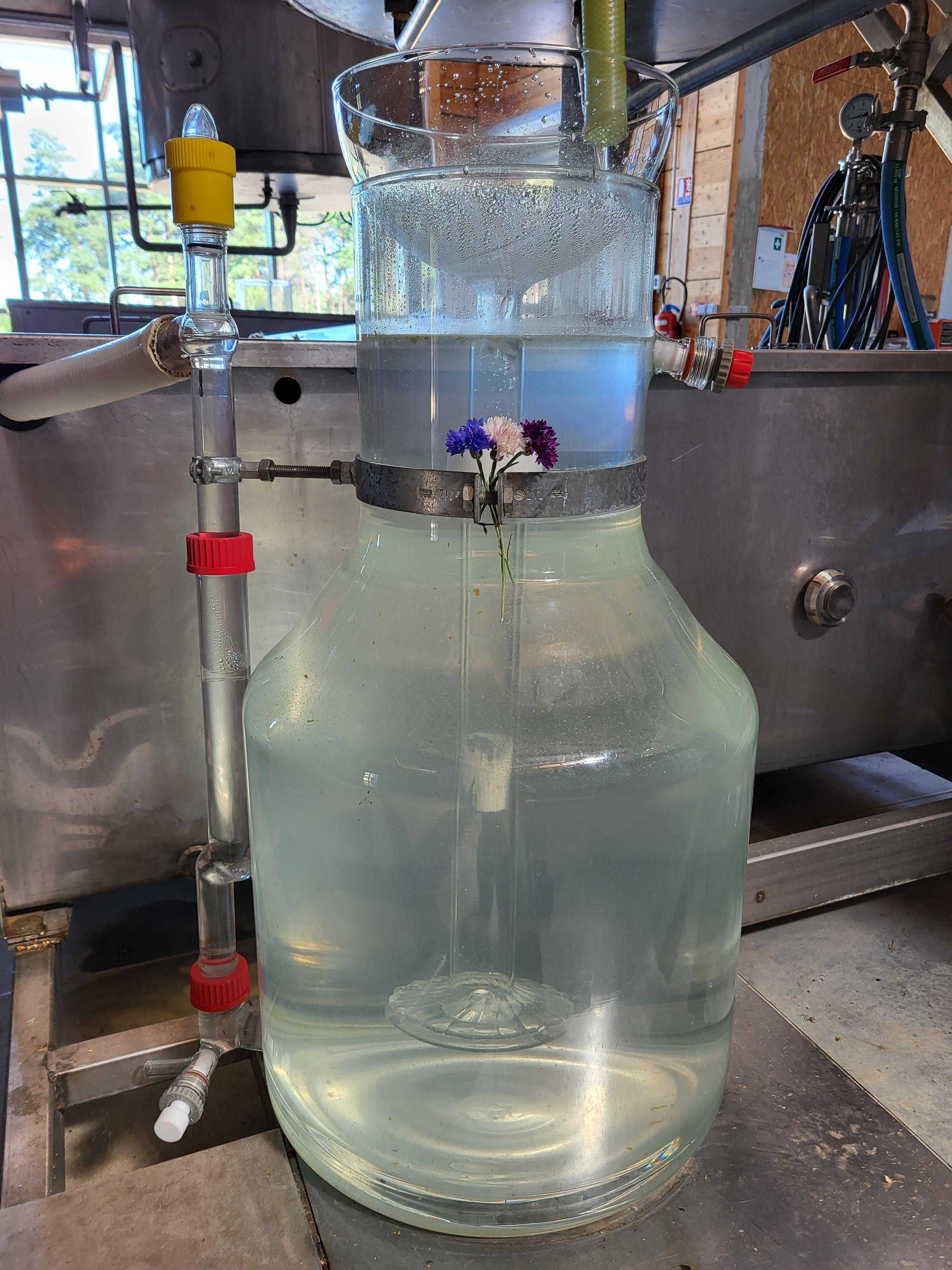 Decouvrez la distillation Idrolato di fiordaliso 100% biologico e artigianale