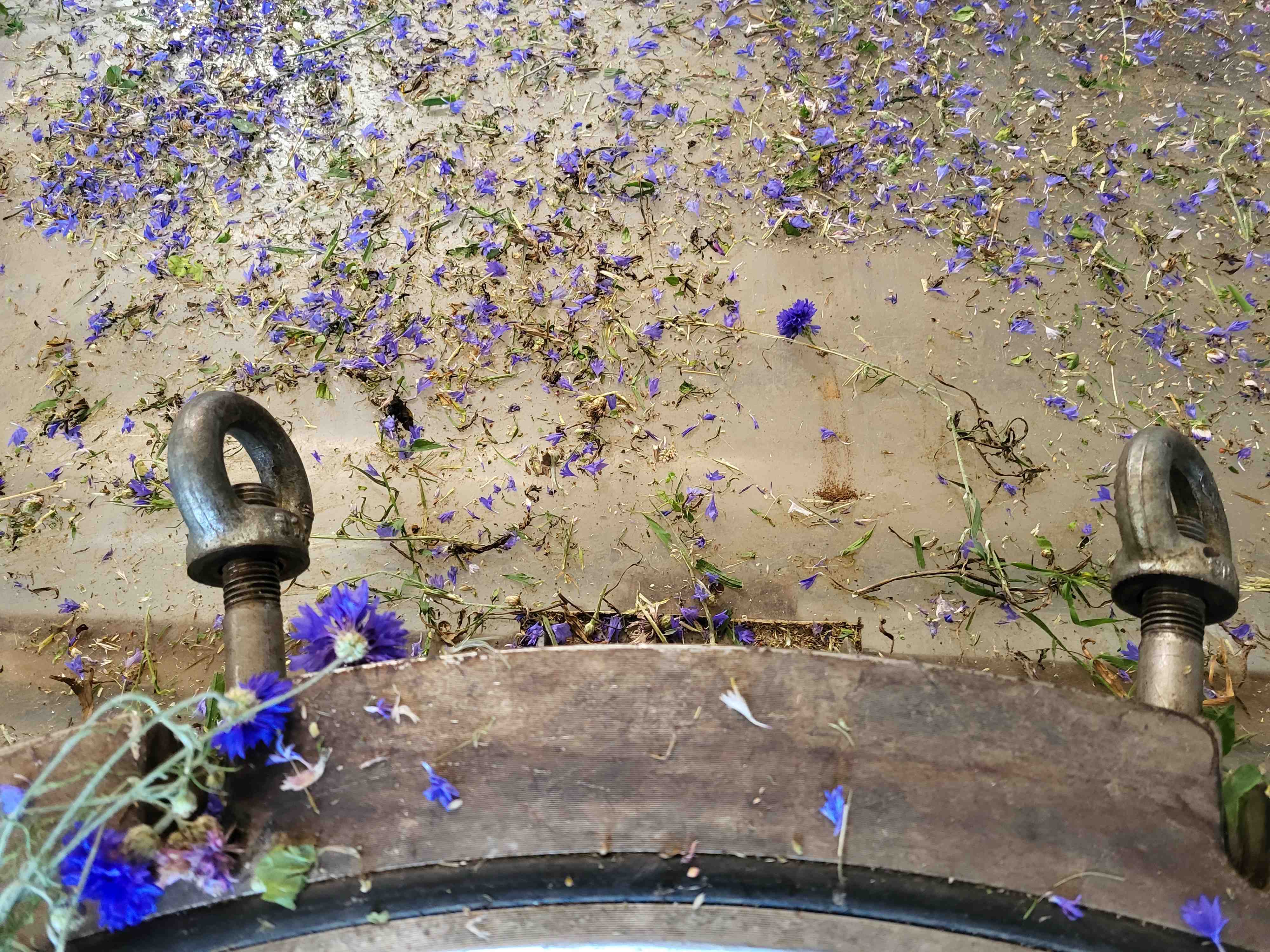 Decouvrez la distillation Idrolato di fiordaliso 100% biologico e artigianale