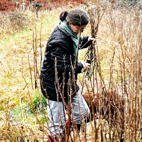 Decouvrez la distillation Macerado de yemas de grosella negra 100% ecológico y artesanal