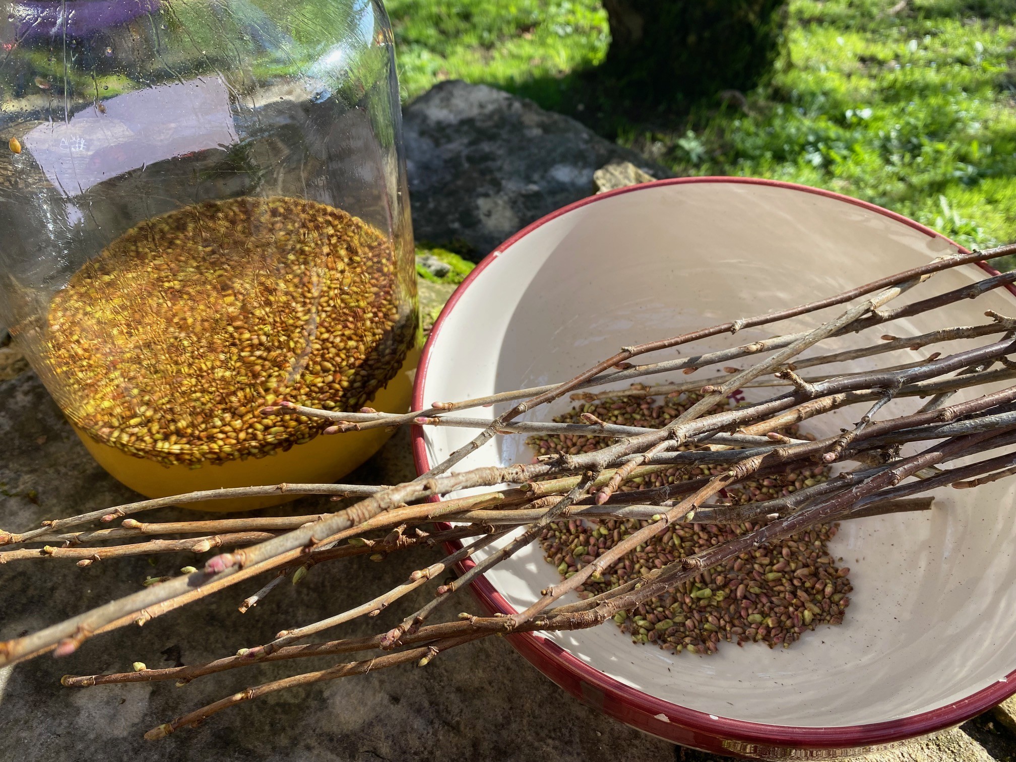 Decouvrez la distillation Macerado de yemas de grosella negra 100% ecológico y artesanal