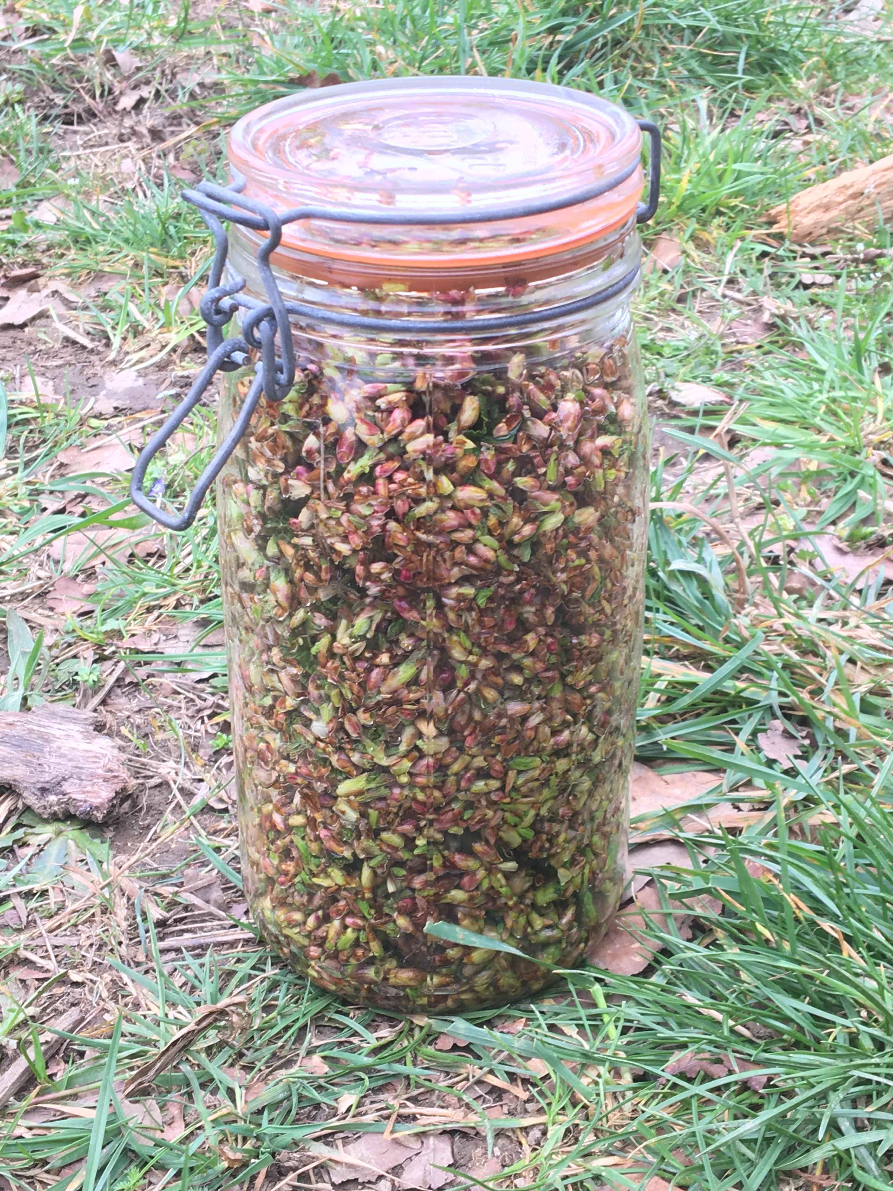 Decouvrez la distillation Macerado de yemas de grosella negra 100% ecológico y artesanal