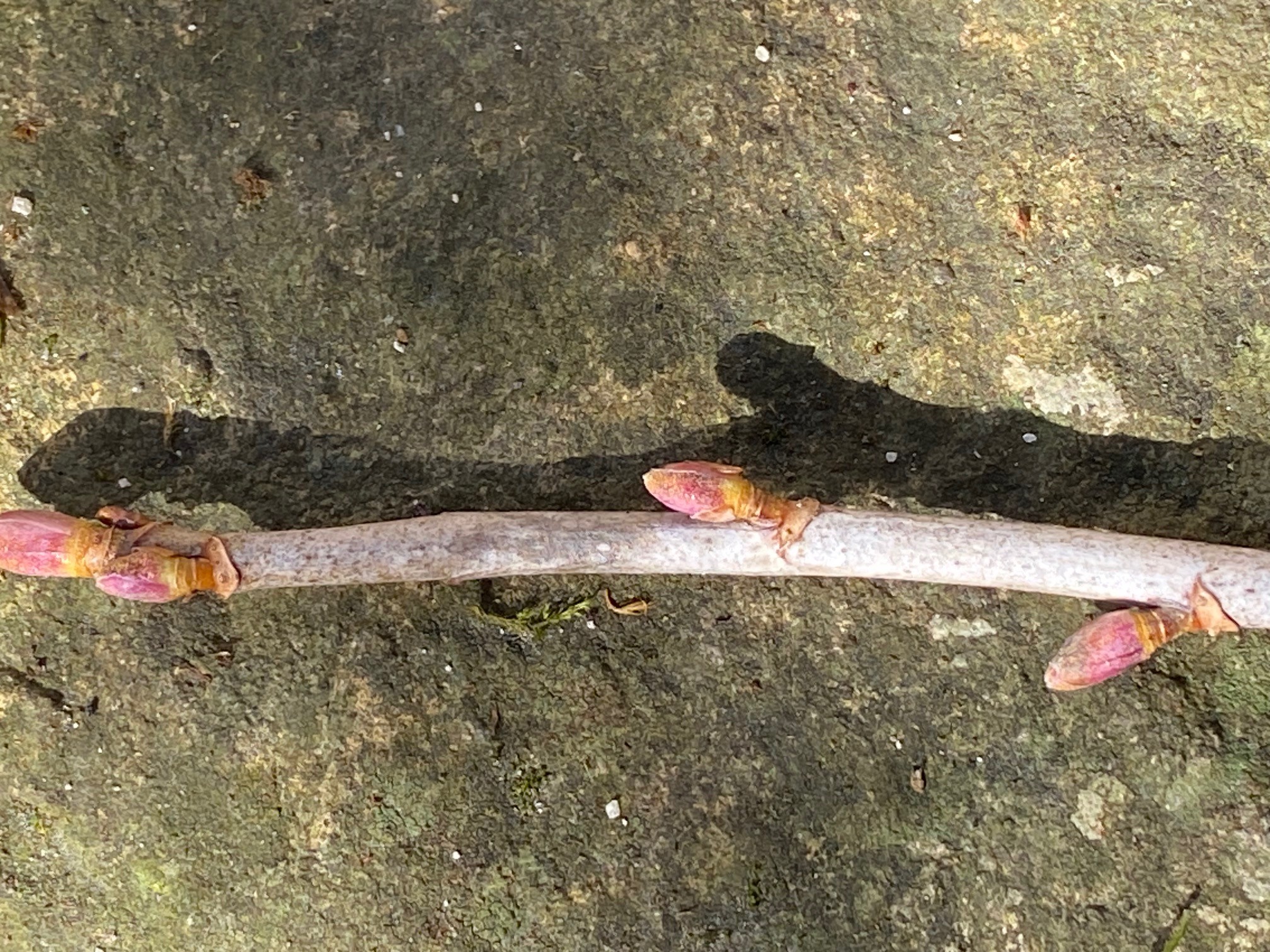 Decouvrez la distillation Macerado de yemas de grosella negra 100% ecológico y artesanal