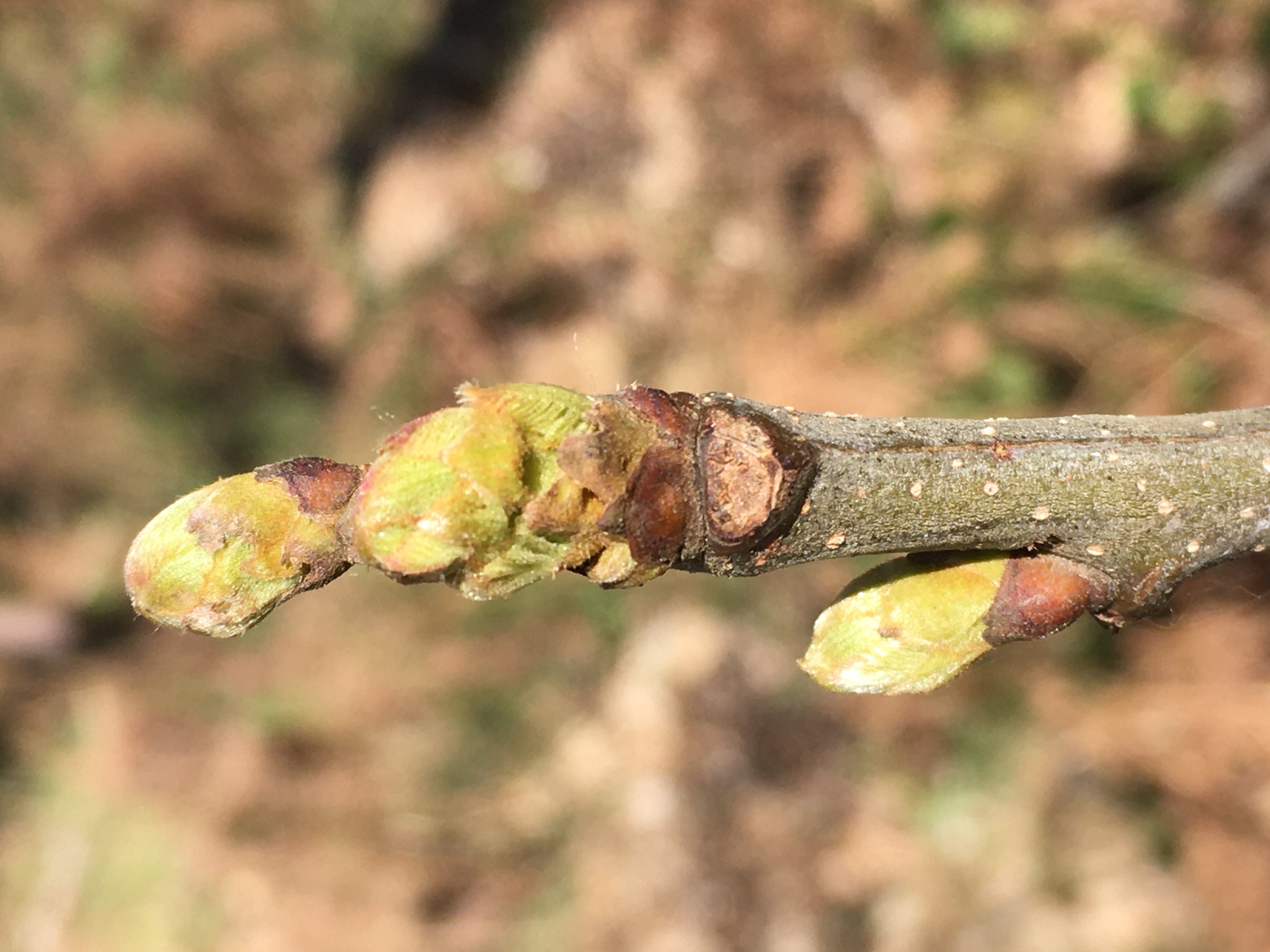 Decouvrez la distillation Macérat de bourgeons bio Châtaignier 100% Bio et Artisanal