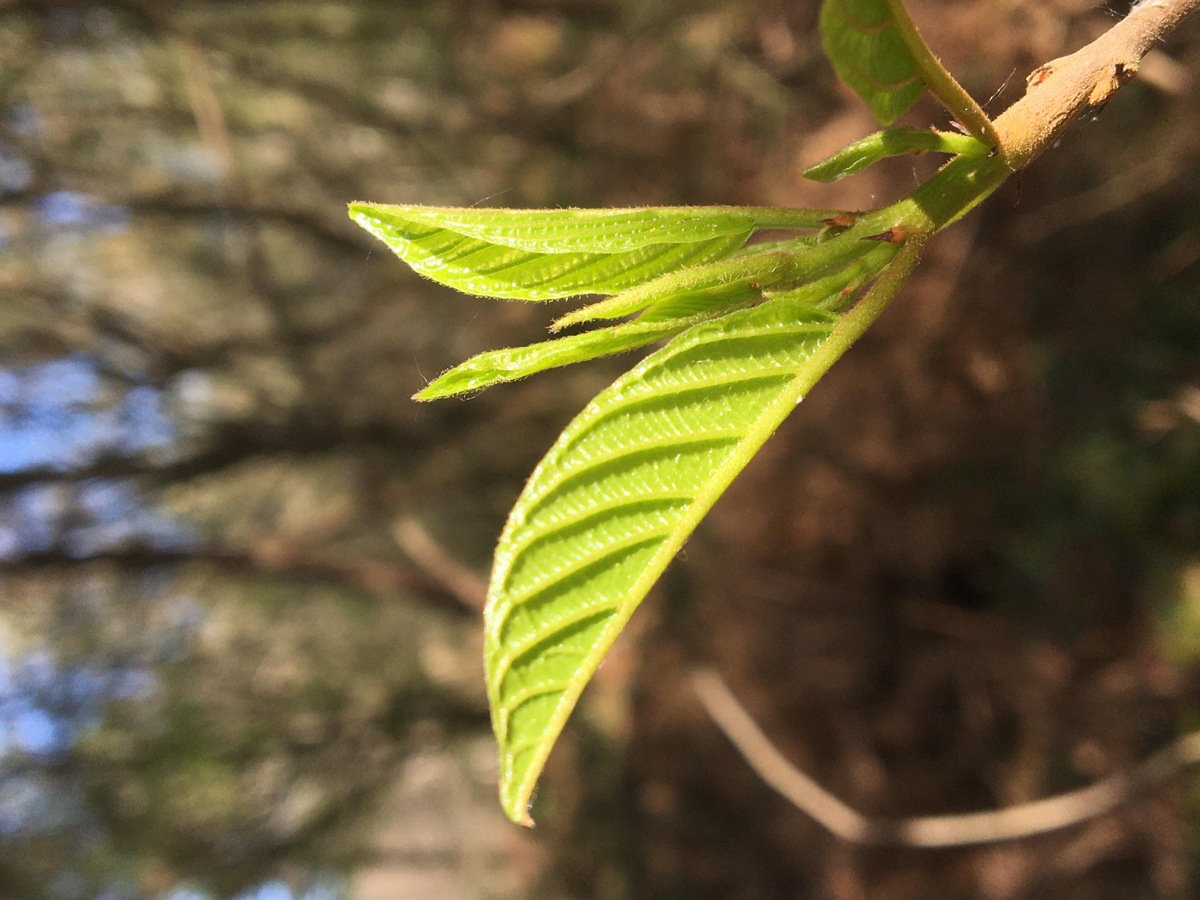 Decouvrez la distillation Macérat de bourgeons bio Châtaignier 100% Bio et Artisanal