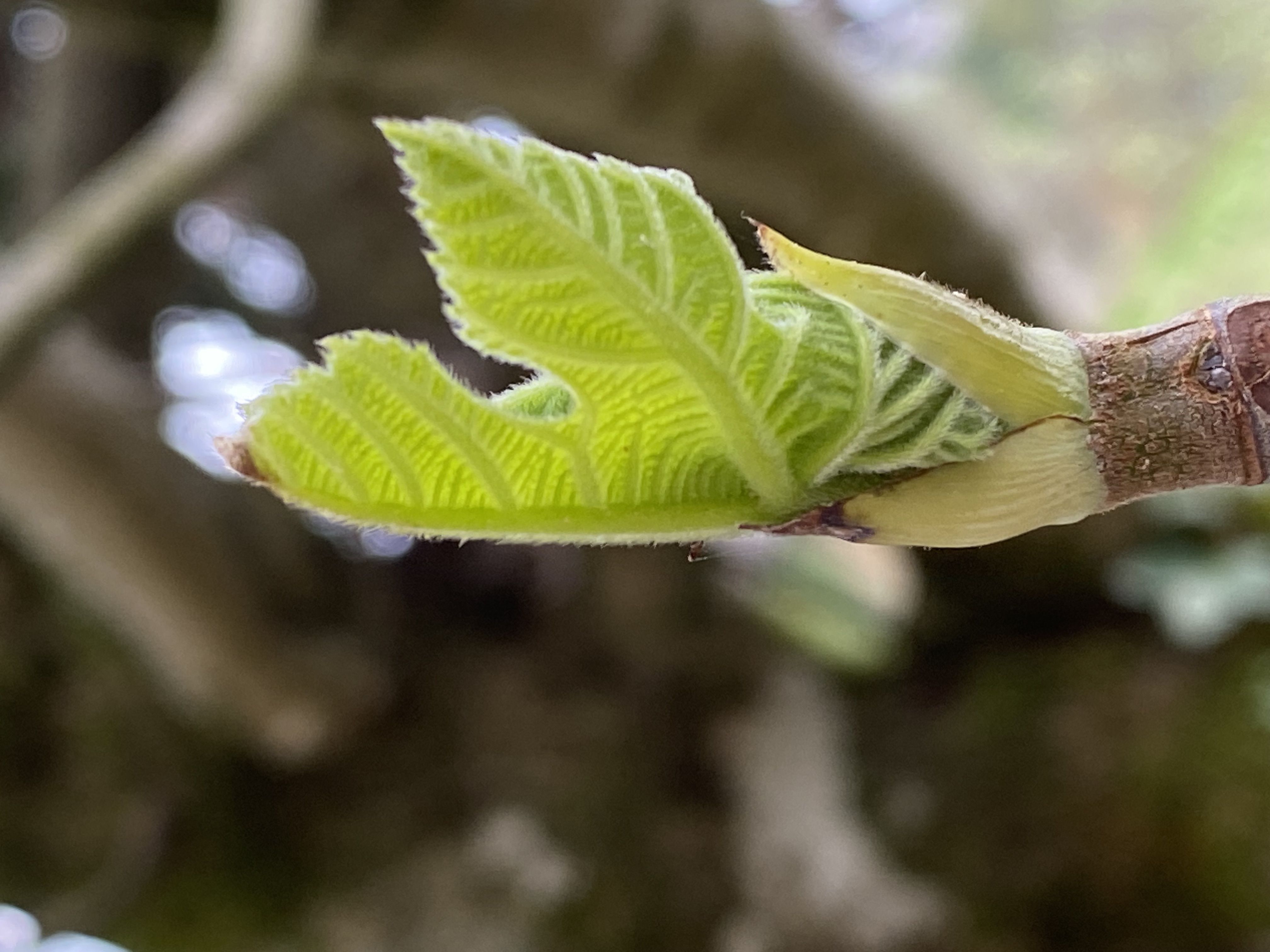 Decouvrez la distillation Macerado de yemas de higuera 100% ecológico y artesanal
