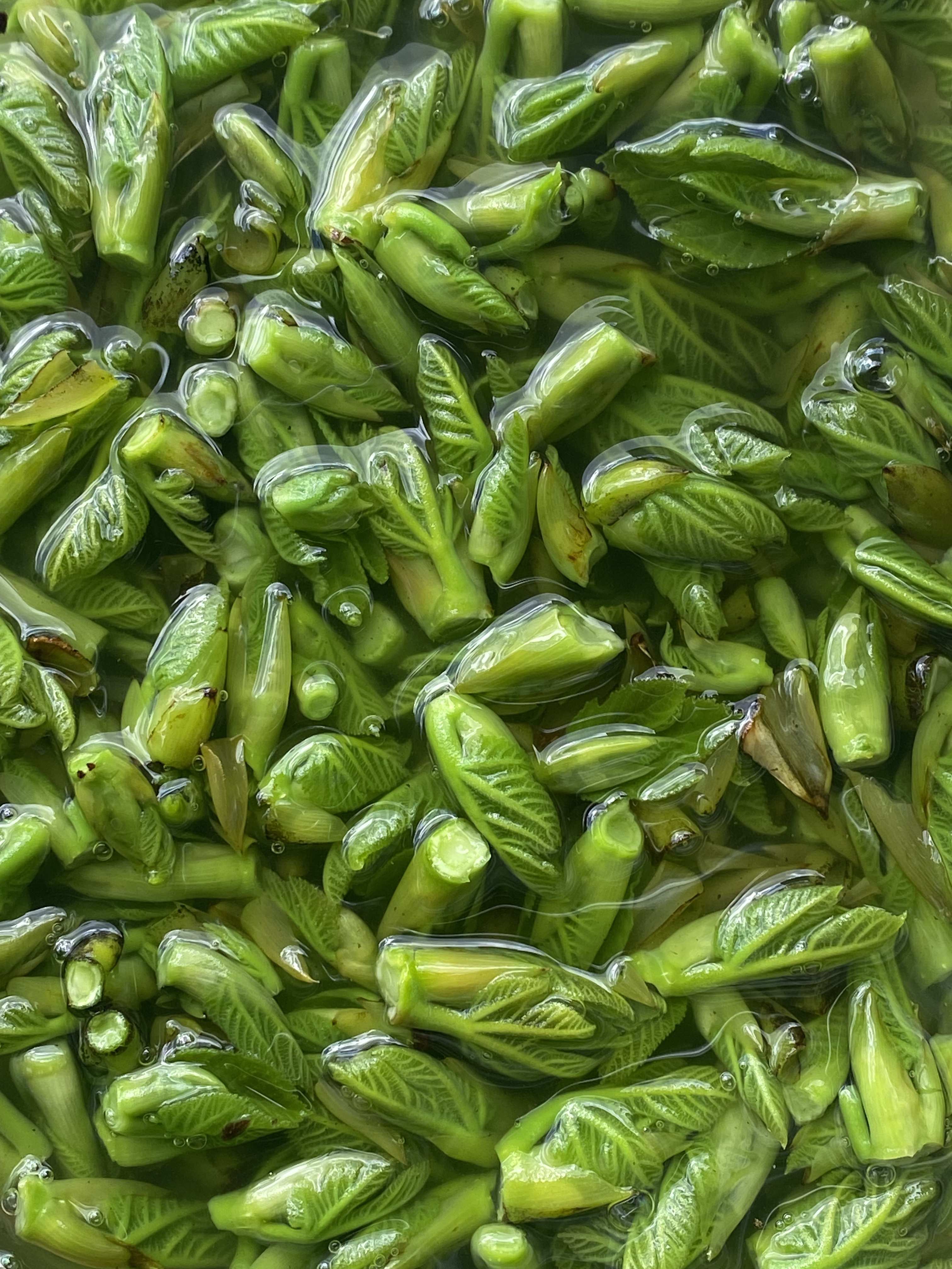 Decouvrez la distillation Macerado de yemas de higuera 100% ecológico y artesanal