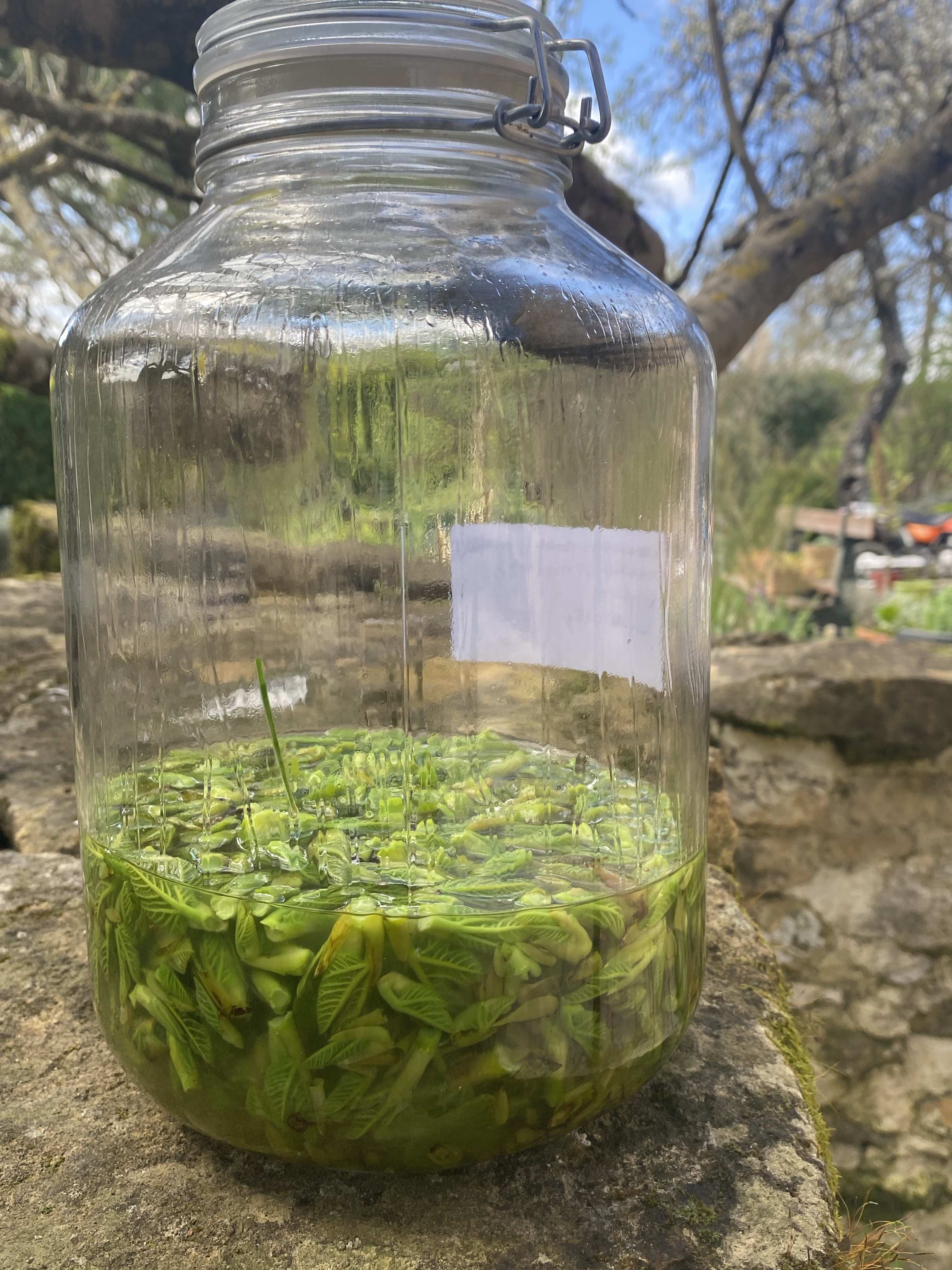 Decouvrez la distillation Macerado de yemas de higuera 100% ecológico y artesanal