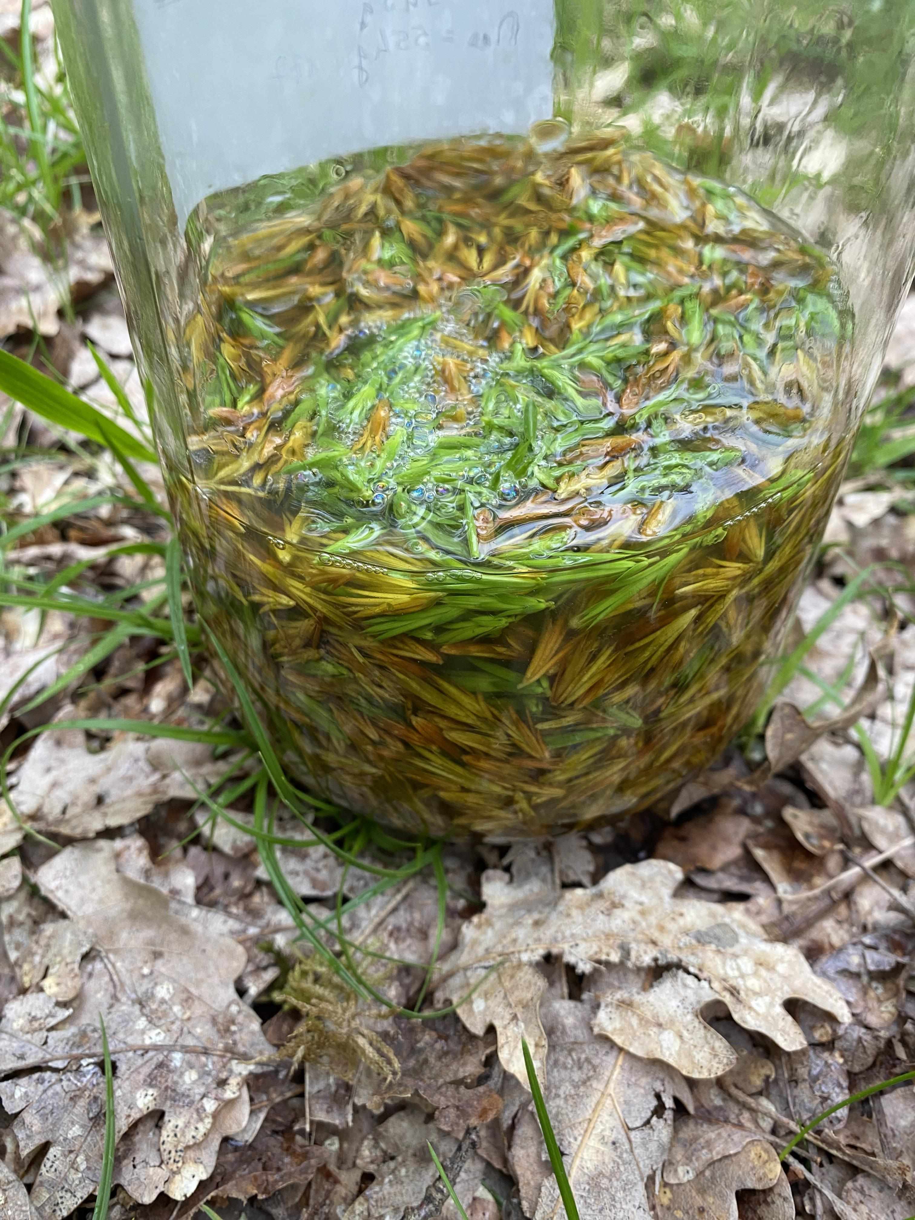 Decouvrez la distillation Macérat de bourgeons bio Genévrier 100% Bio et Artisanal