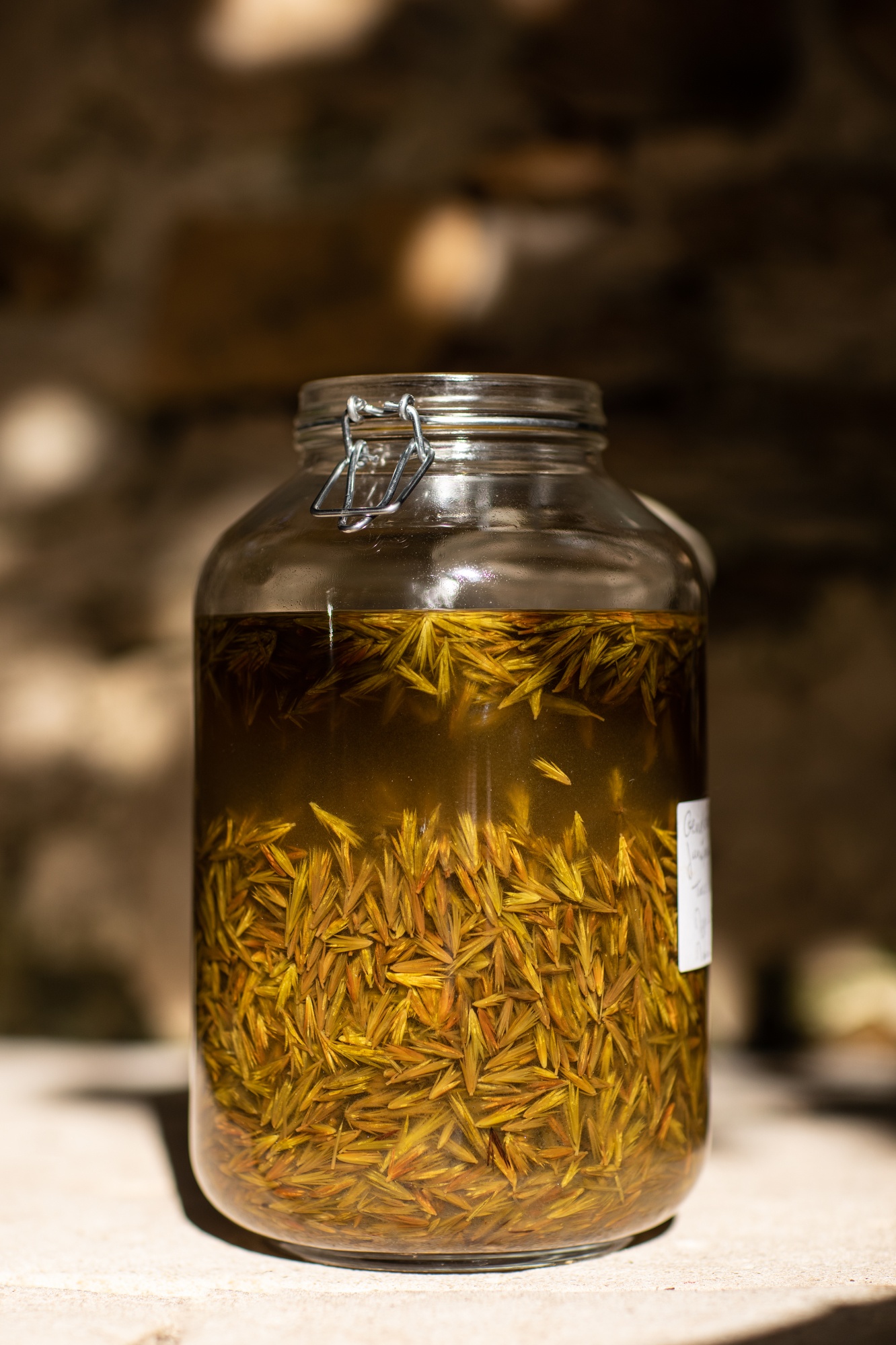 Decouvrez la distillation Macérat de bourgeons bio Genévrier 100% Bio et Artisanal