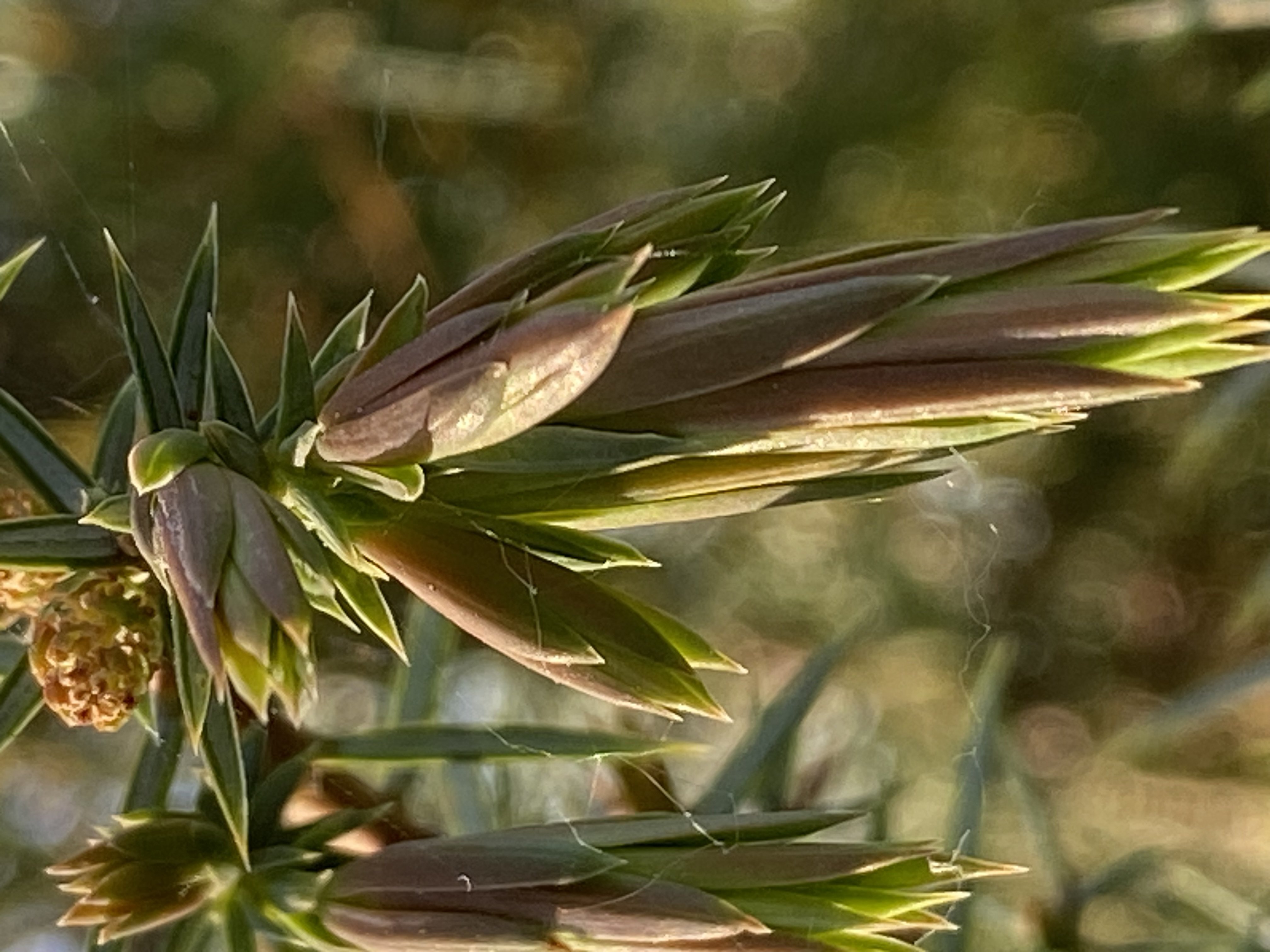Decouvrez la distillation Macérat de bourgeons bio Genévrier 100% Bio et Artisanal