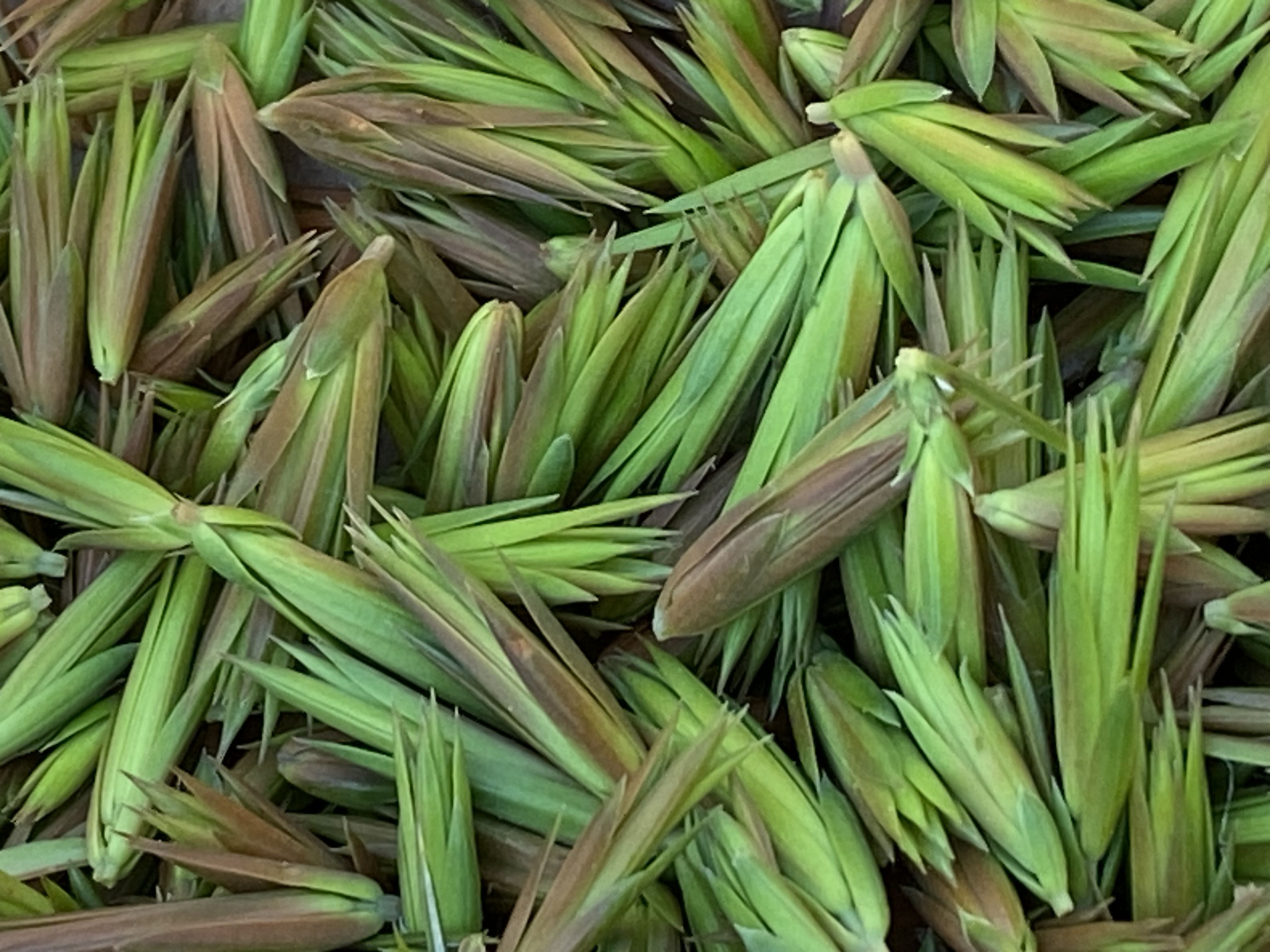 Decouvrez la distillation Macérat de bourgeons bio Genévrier 100% Bio et Artisanal