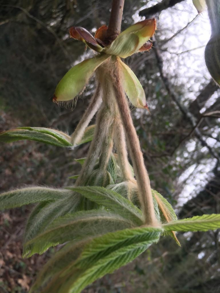 Decouvrez la distillation Macérat de bourgeons bio Marronnier d’Inde 100% Bio et Artisanal