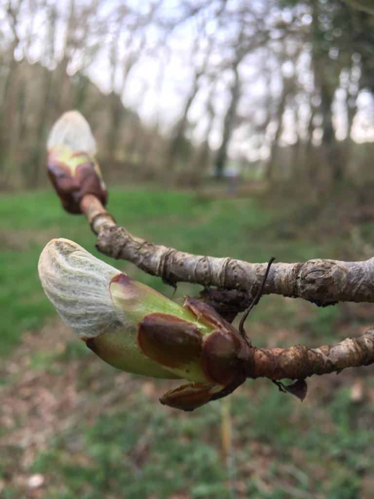 Decouvrez la distillation Macérat de bourgeons bio Marronnier d’Inde 100% Bio et Artisanal