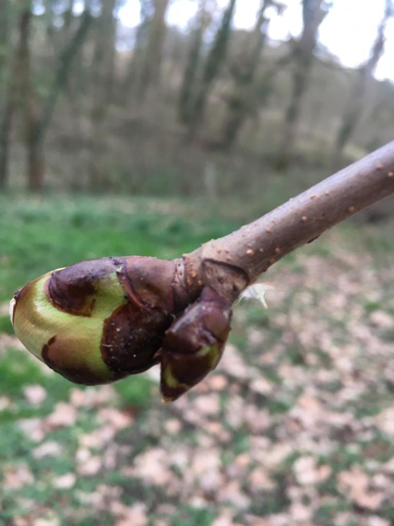 Decouvrez la distillation Macérat de bourgeons bio Marronnier d’Inde 100% Bio et Artisanal