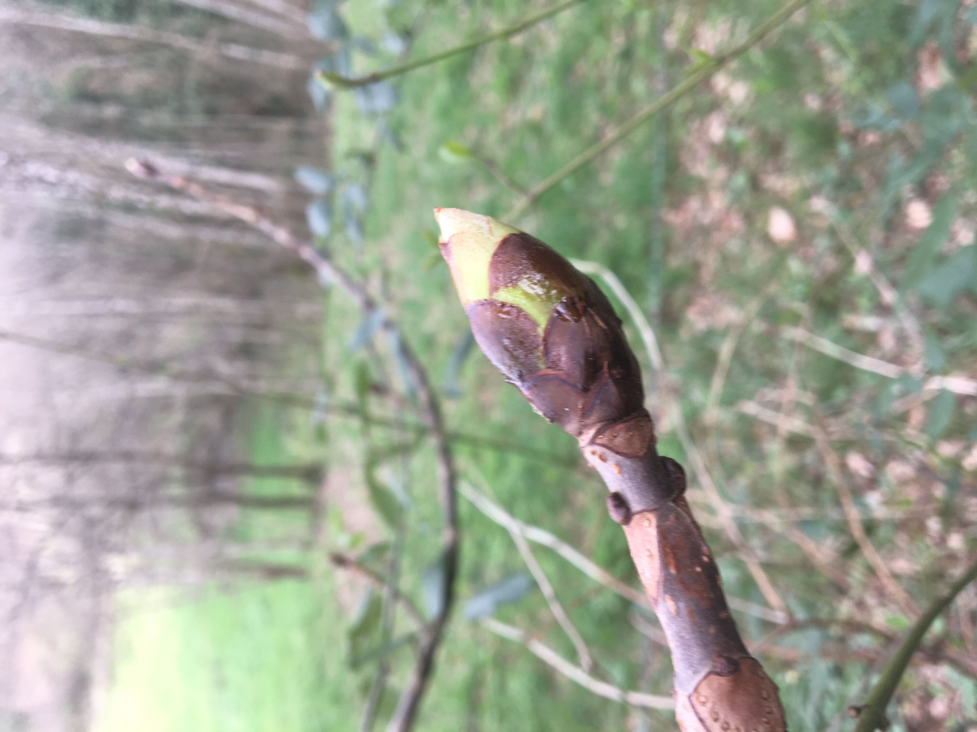 Decouvrez la distillation Macérat de bourgeons bio Marronnier d’Inde 100% Bio et Artisanal