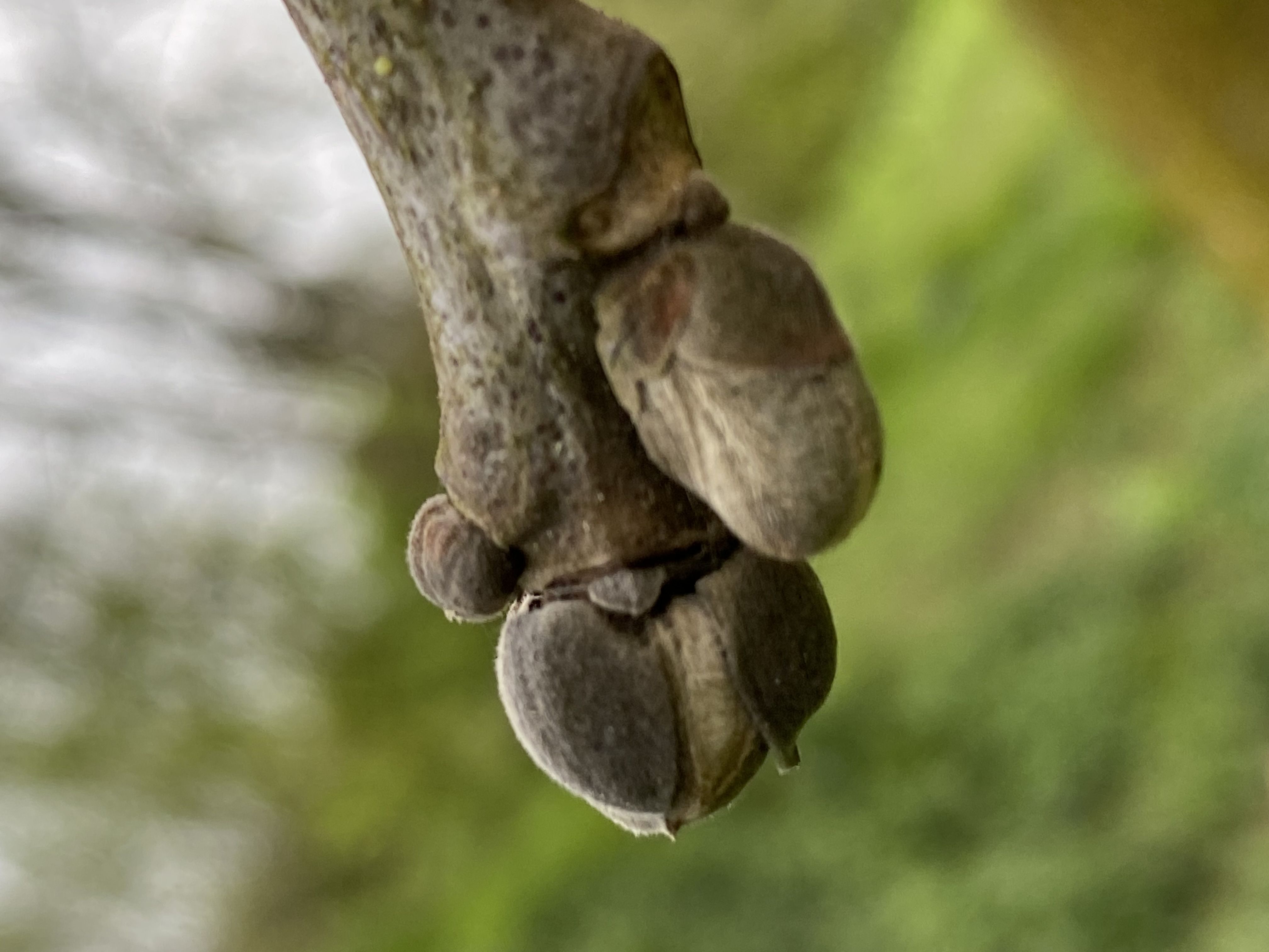 Decouvrez la distillation Nuez (brote)