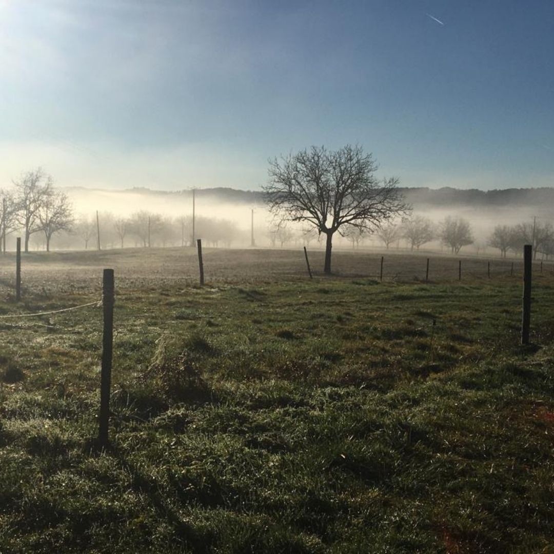 Decouvrez la distillation Nuez (brote)