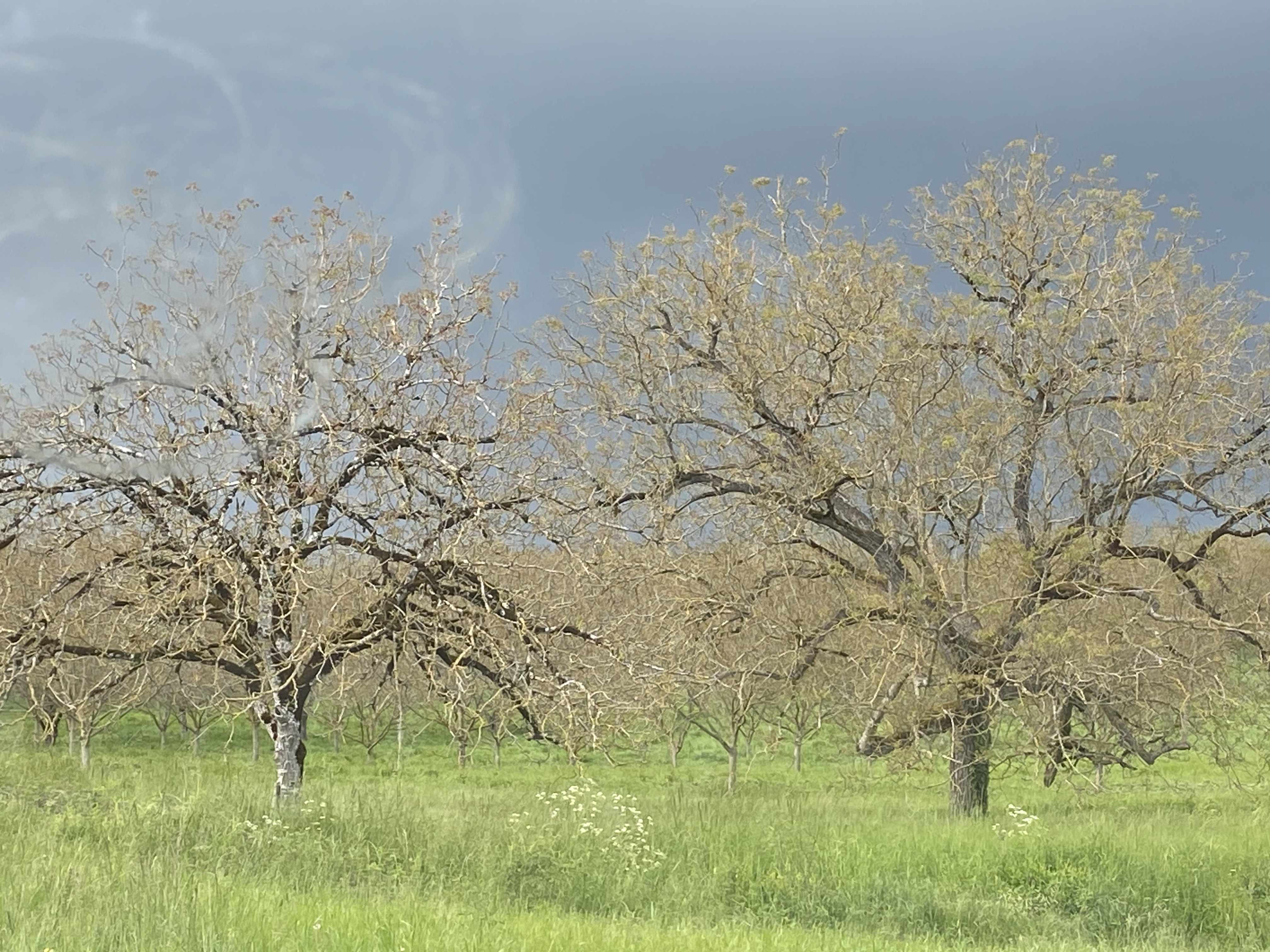 Decouvrez la distillation Nuez (brote)