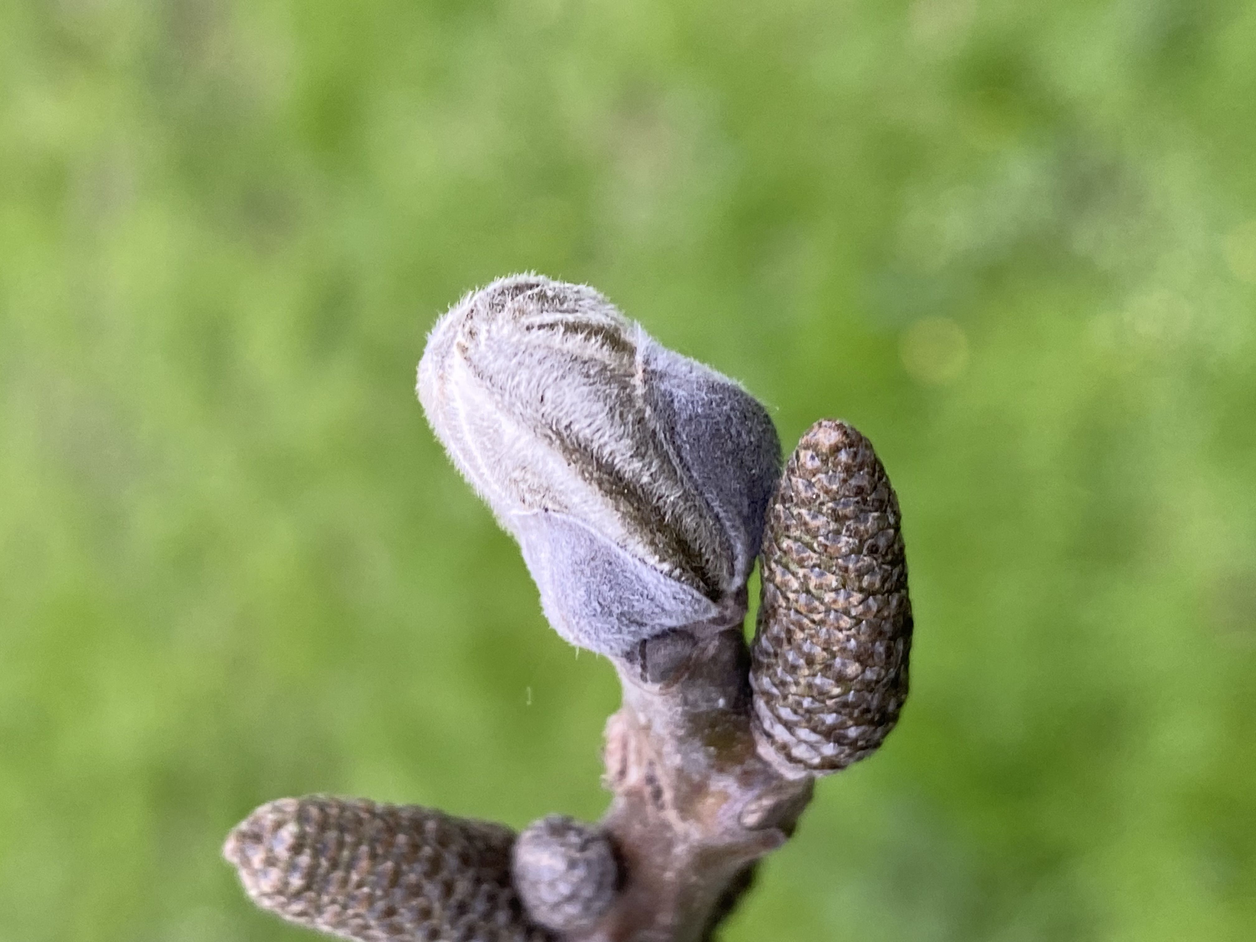 Decouvrez la distillation Nuez (brote)