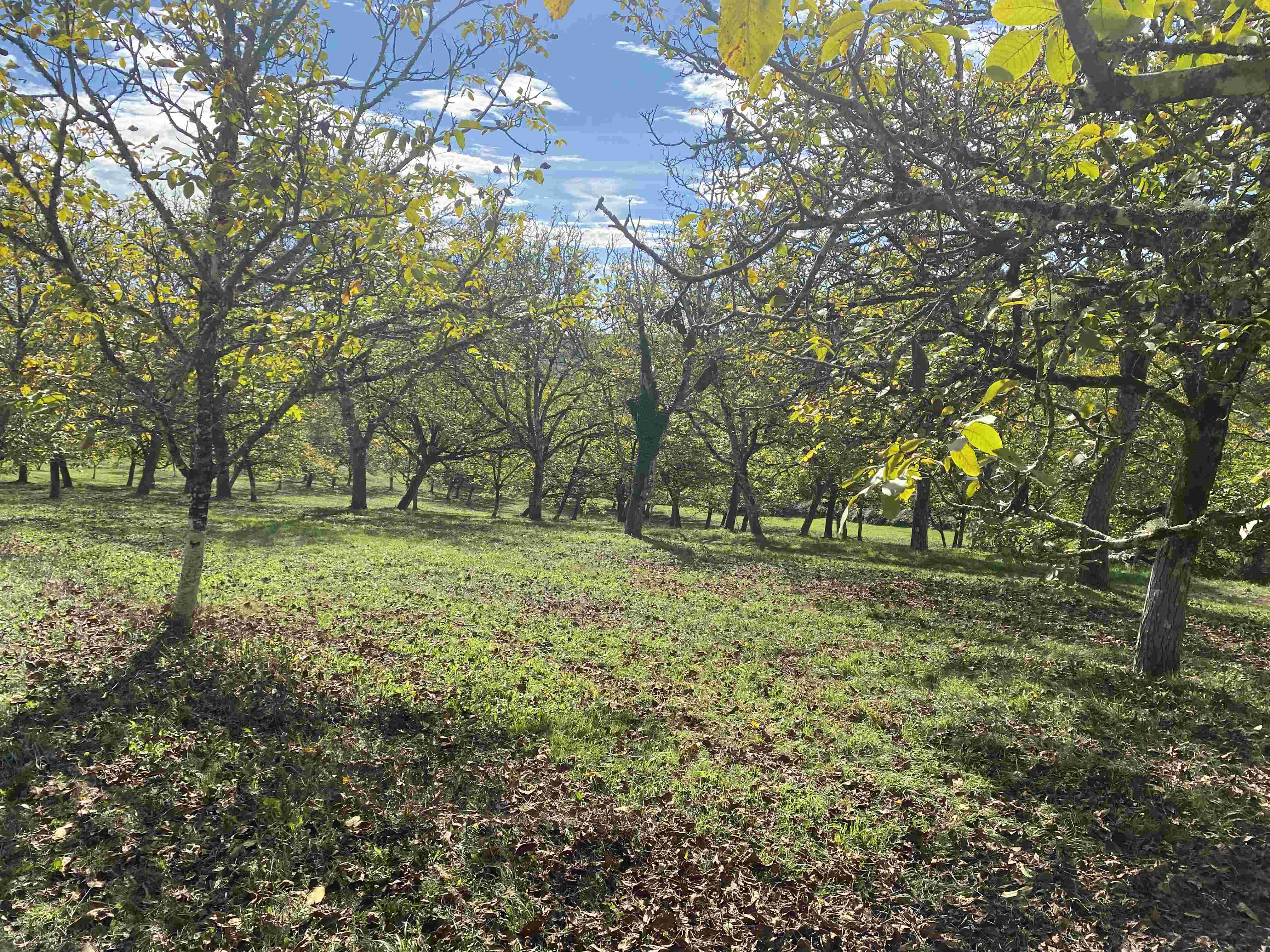 Decouvrez la distillation Nuez (brote)