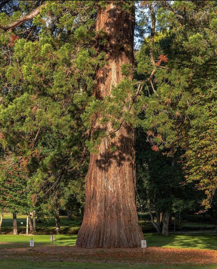 Decouvrez la distillation Bio Mammutbaum Knospenmazerat 100% Bio und Handgemacht