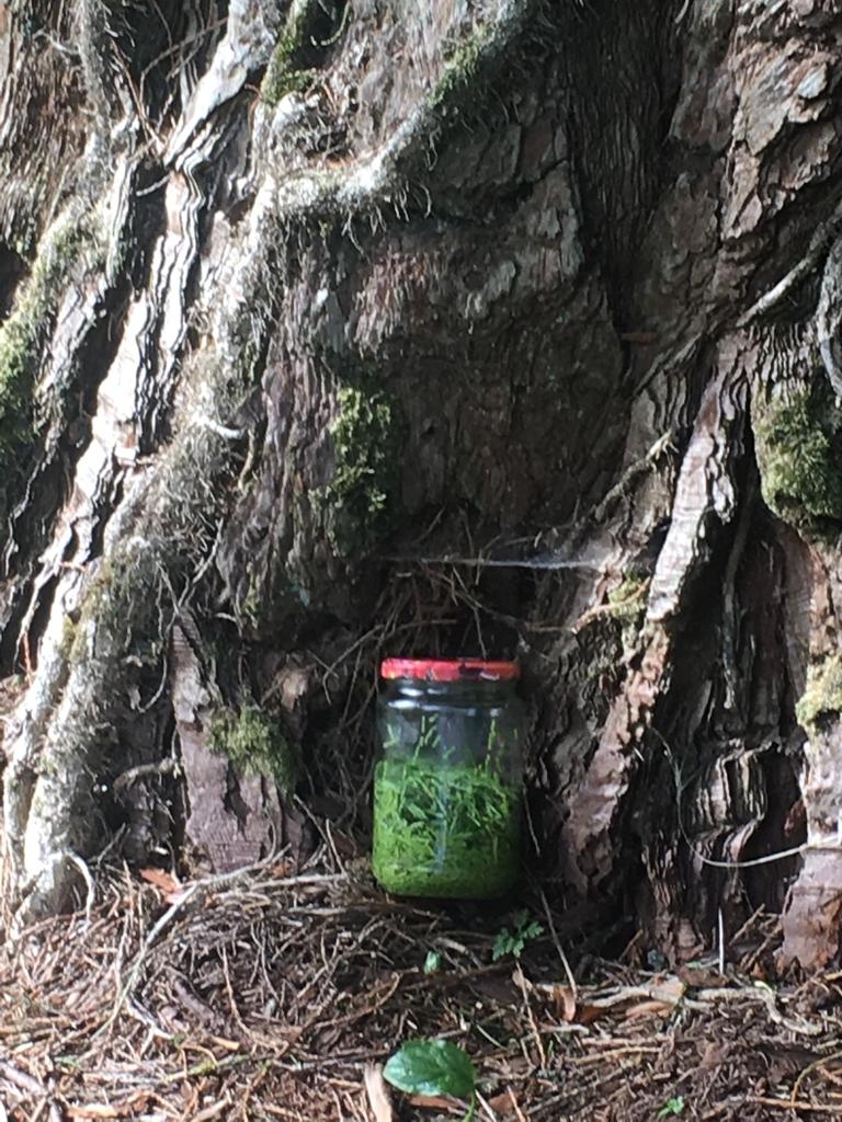 Decouvrez la distillation Bio Mammutbaum Knospenmazerat 100% Bio und Handgemacht