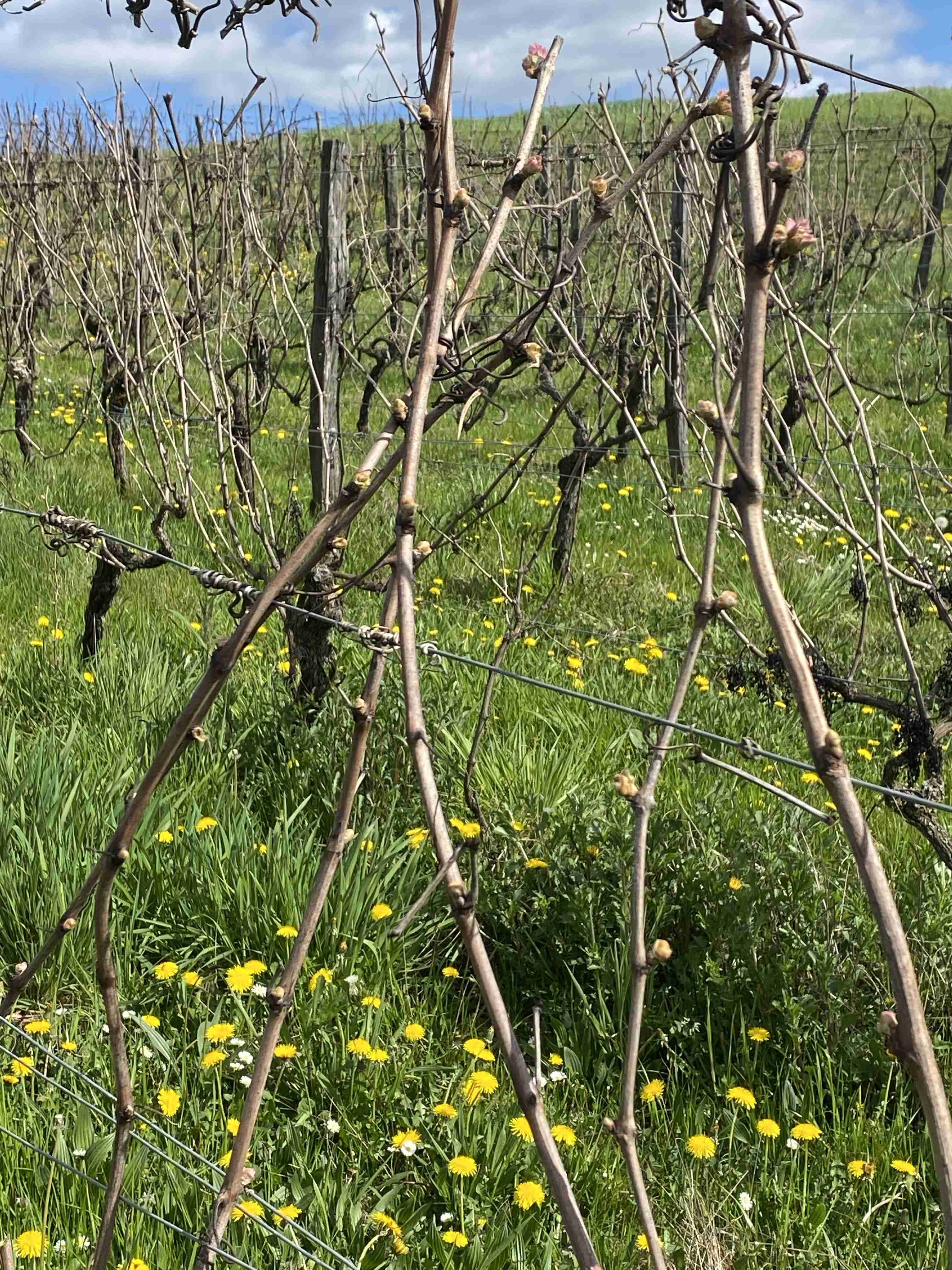 Decouvrez la distillation Macérat de bourgeons bio Vigne rouge 100% Bio et Artisanal