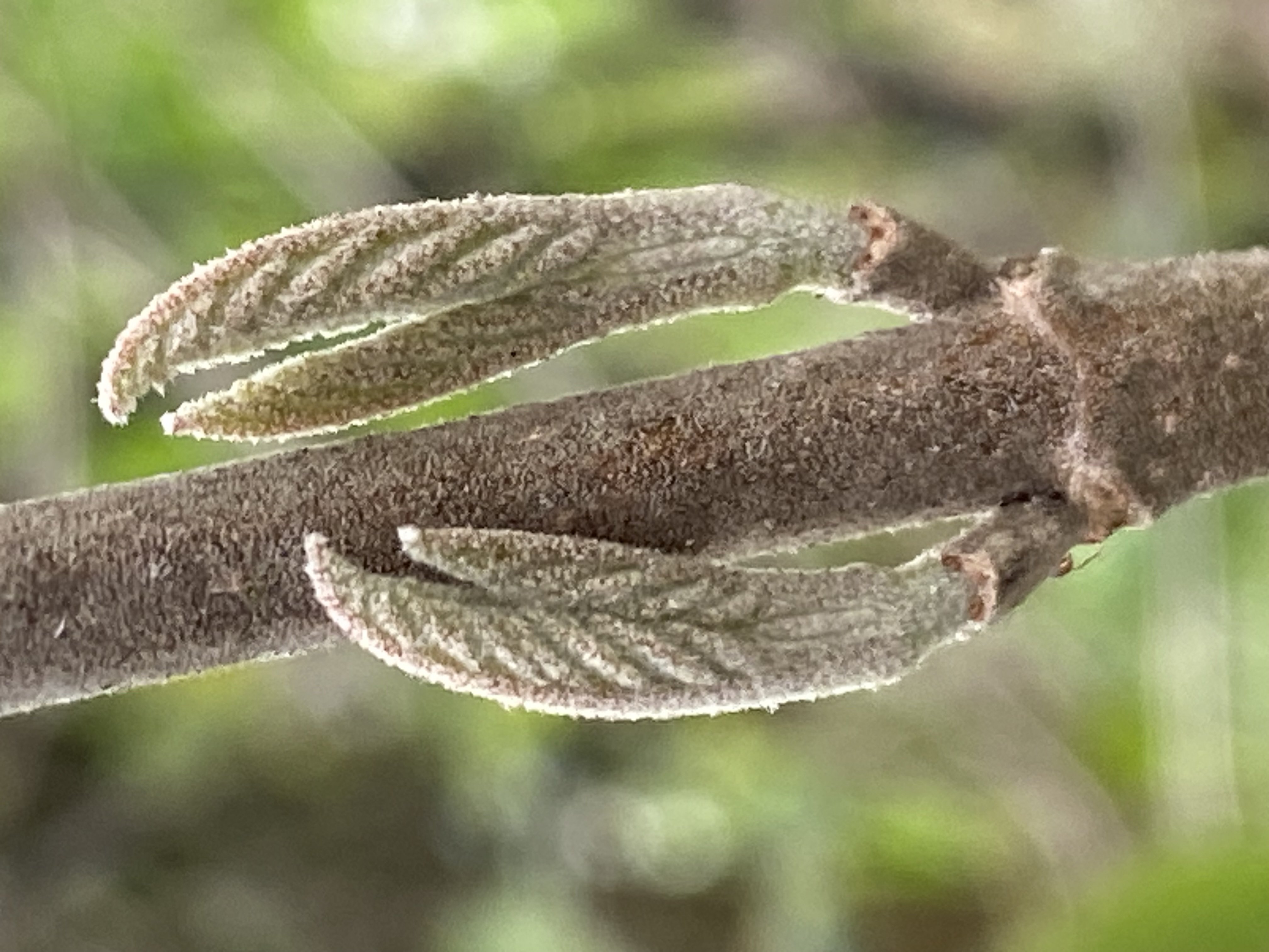 Decouvrez la distillation Macérat de bourgeons bio Viorne lantane 100% Bio et Artisanal