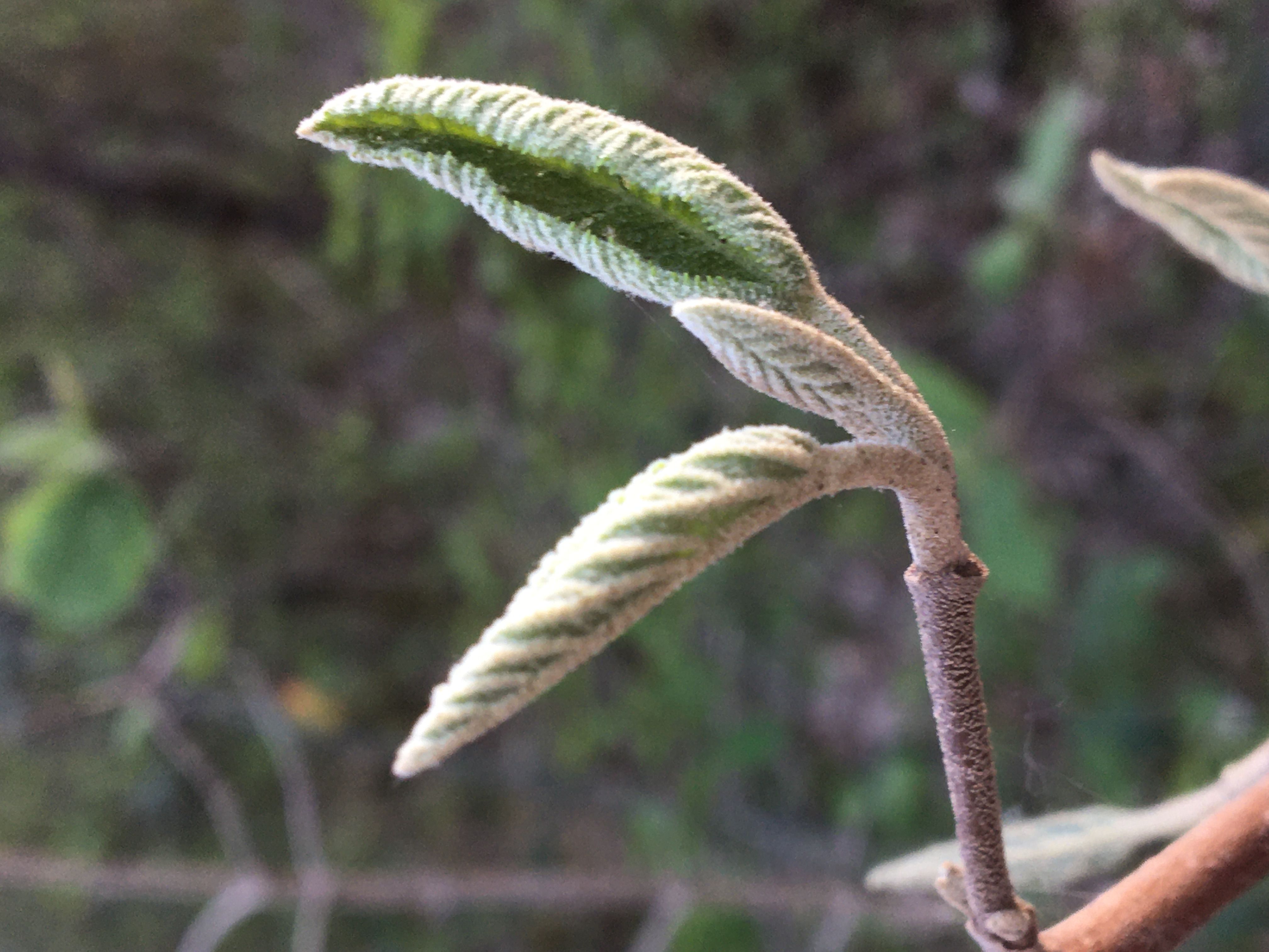 Decouvrez la distillation Macérat de bourgeons bio Viorne lantane 100% Bio et Artisanal