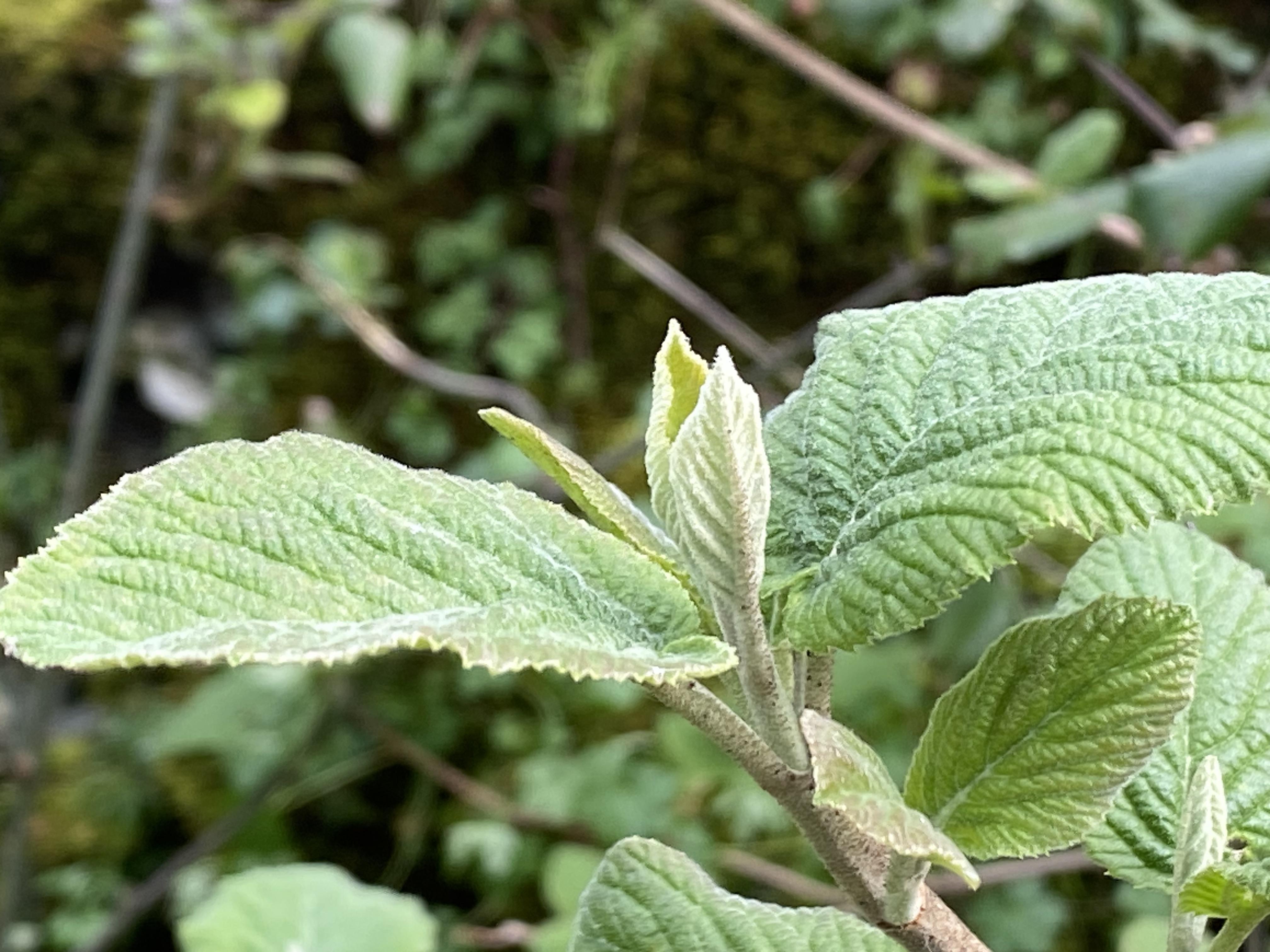 Decouvrez la distillation Macérat de bourgeons bio Viorne lantane 100% Bio et Artisanal