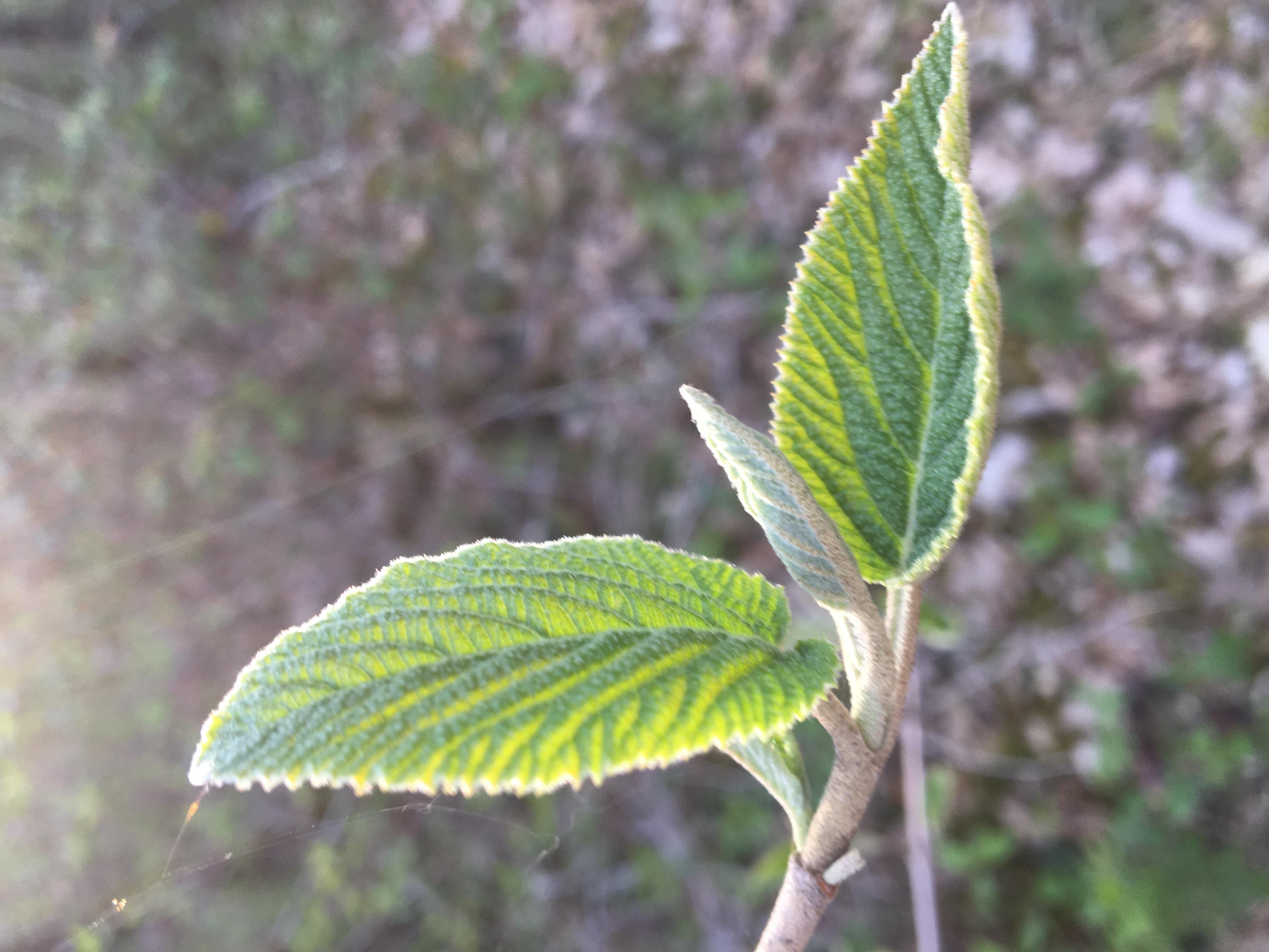 Decouvrez la distillation Macérat de bourgeons bio Viorne lantane 100% Bio et Artisanal