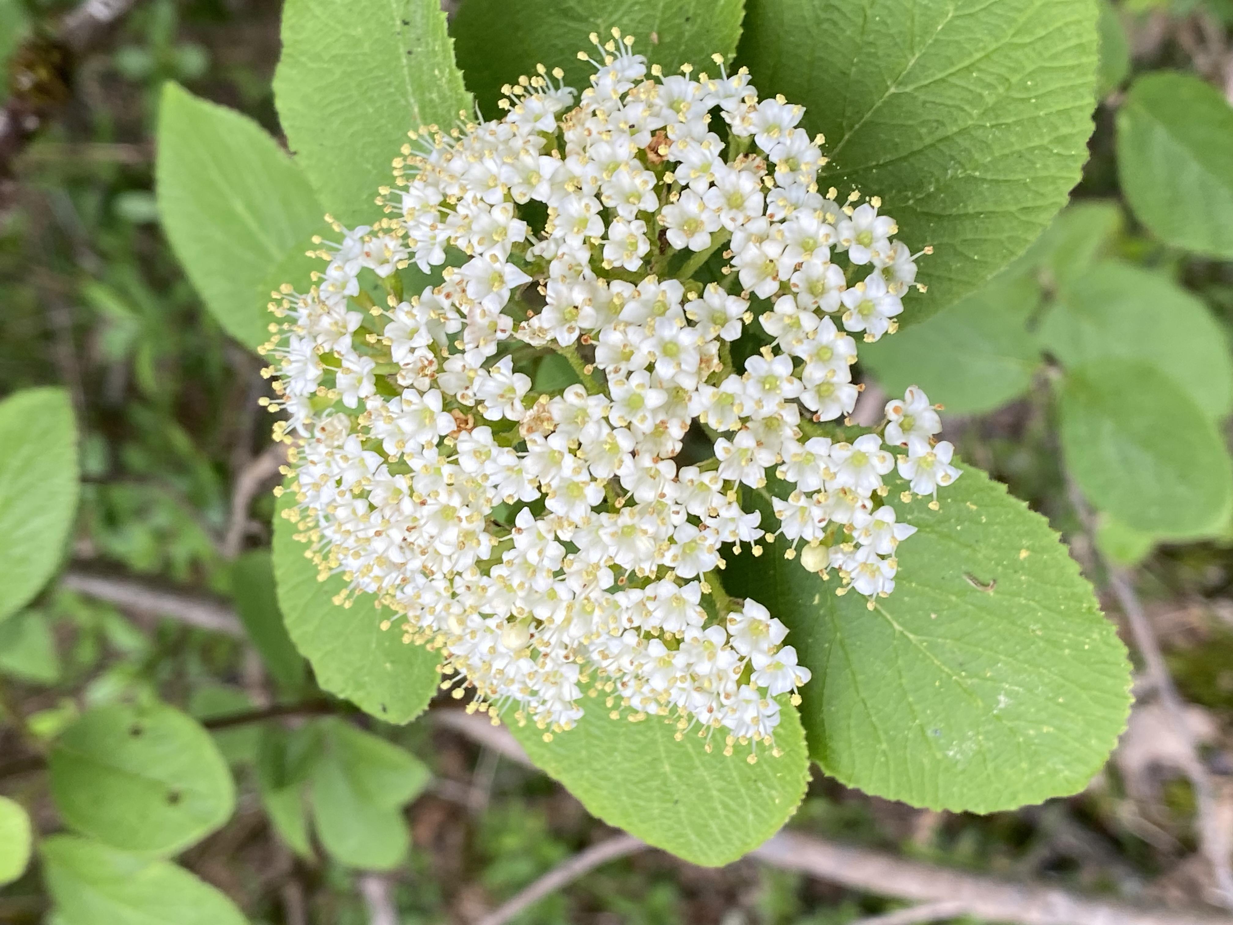Decouvrez la distillation Macérat de bourgeons bio Viorne lantane 100% Bio et Artisanal
