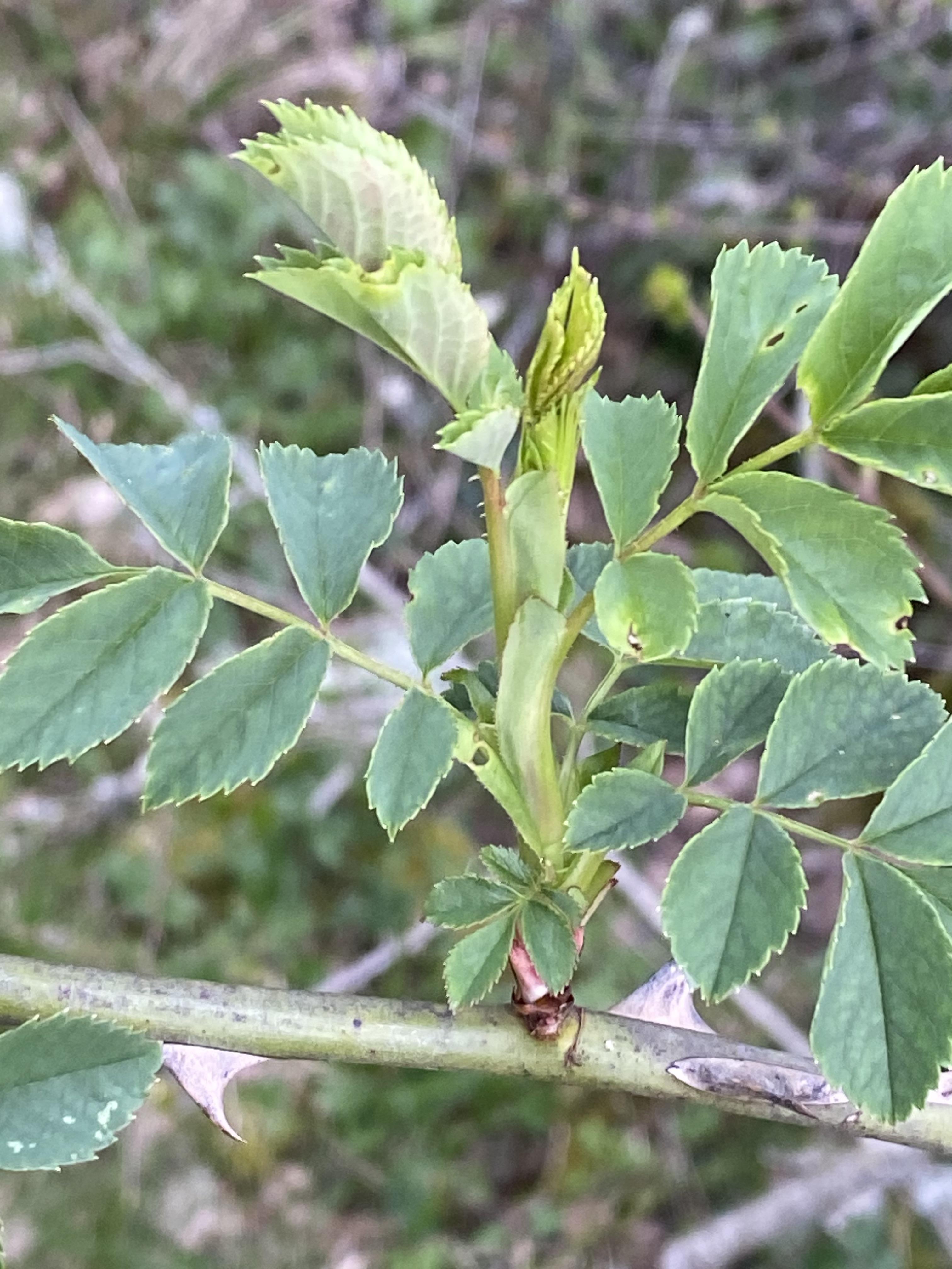 Decouvrez la distillation Bio Knospenmazerat Hagebutte 100% Bio und Handgemacht